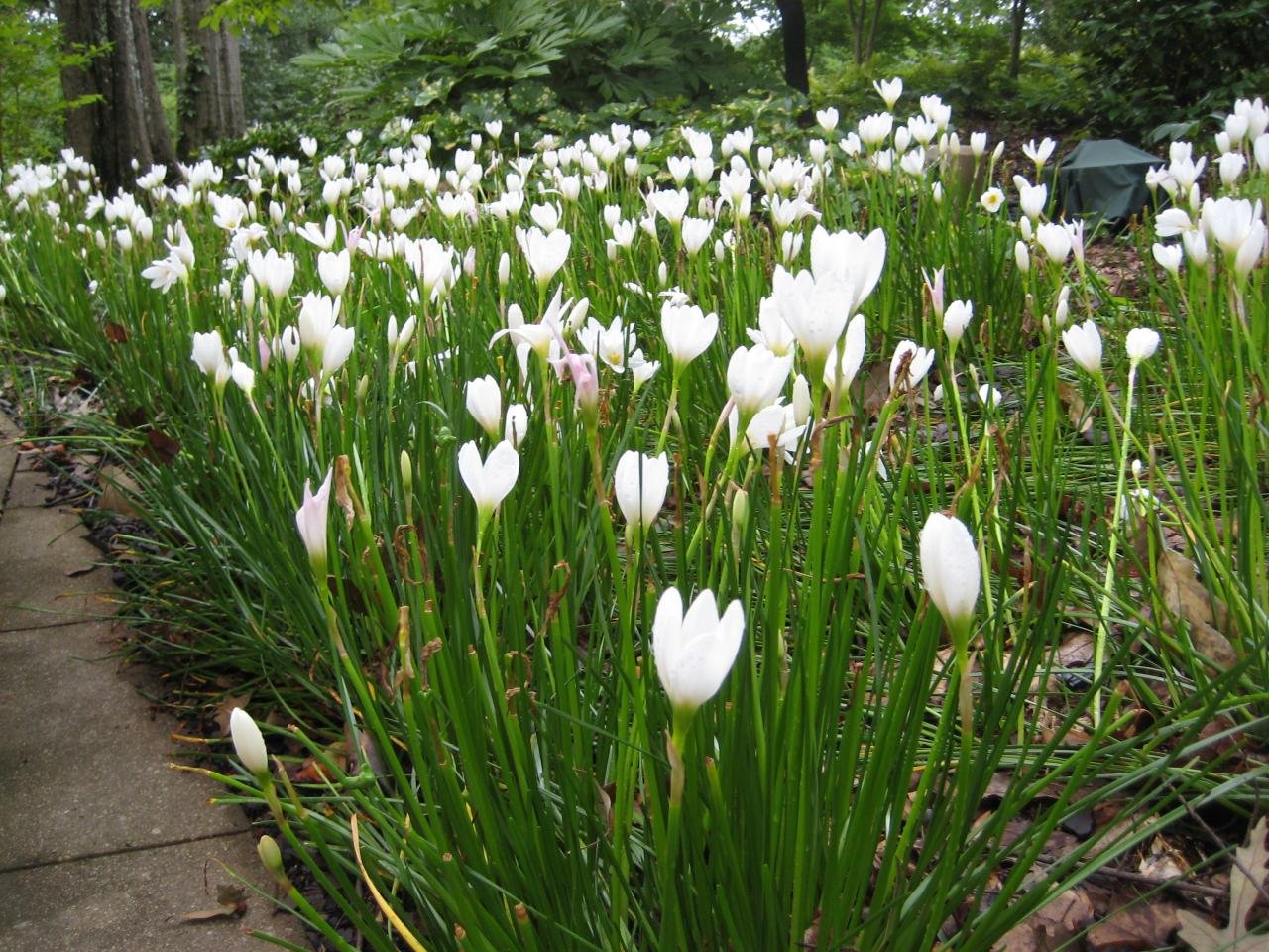 M-Technologies Rare (White) Zephyranthes Candida/Rainflower/Zephyr lily/Magic lily/Atamasco lily/Rain lily Flower Plant - 1 Healthy Live Plant