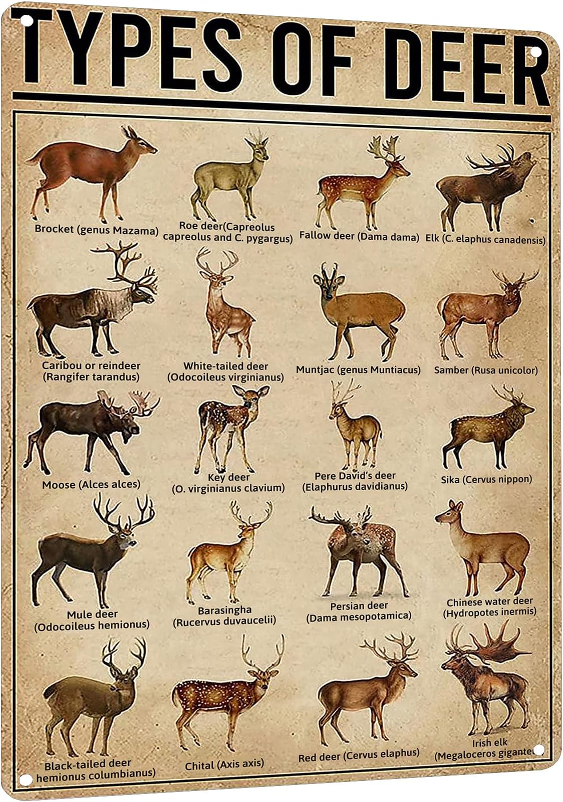 Iconic Arts Cuts of Venison Butcher Chart Poster 24x16