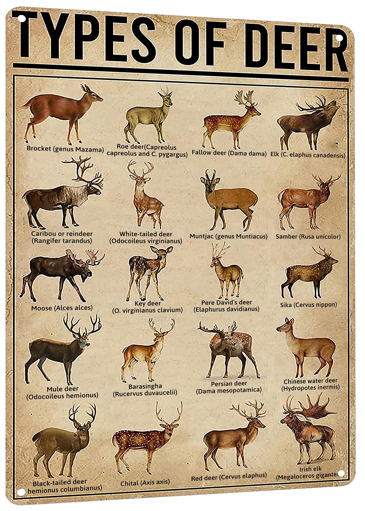 HYBLOM Rustic Types Of Deer Metal Sign, Vintage Farmhouse Wall Art Tin Sign - Hunting Decor & Educational Poster for Home, Man Cave, and Bar 8x12 Inches