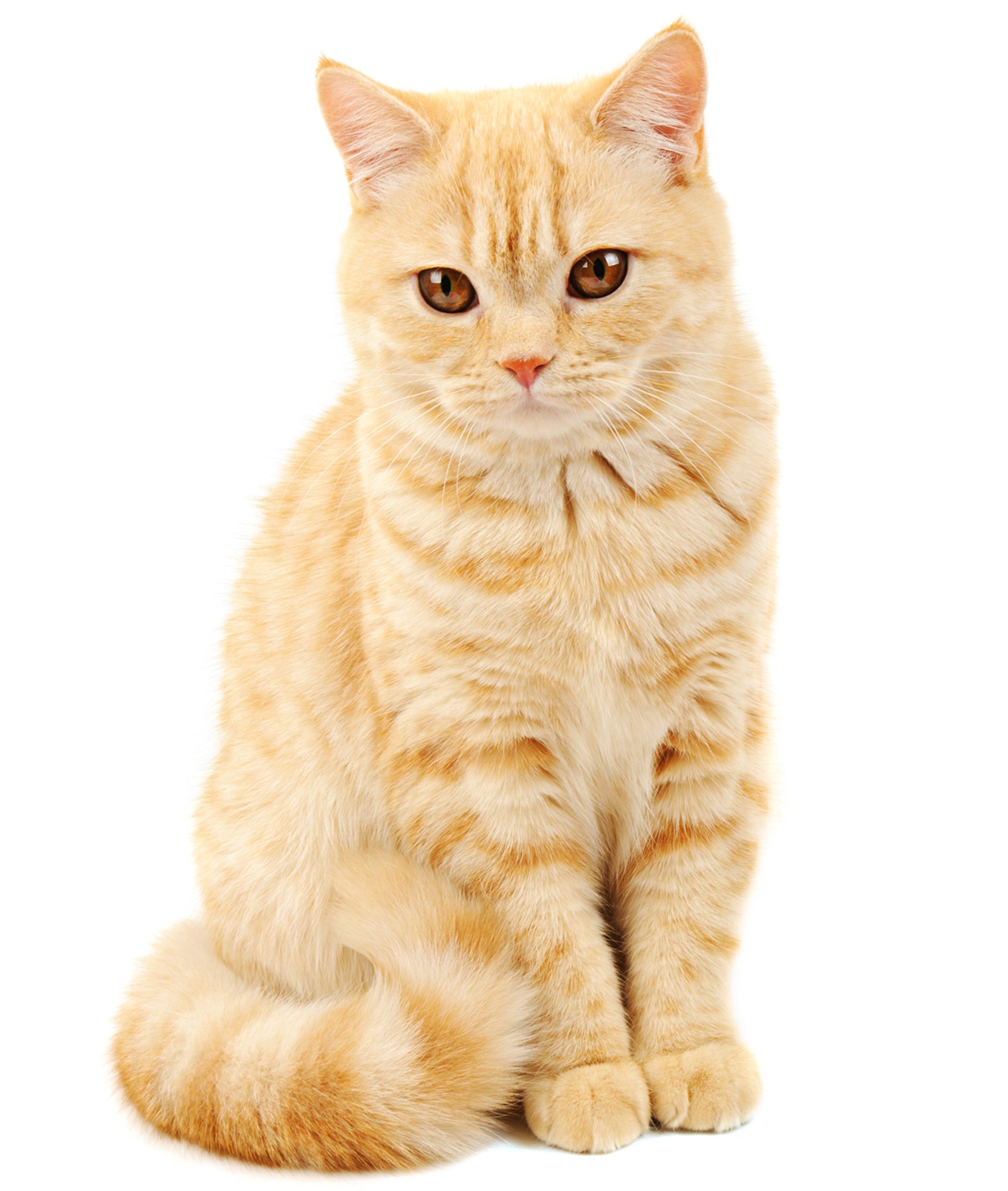 Half A Donkey White The Ginger Kitten - Large Cotton Tea Towel