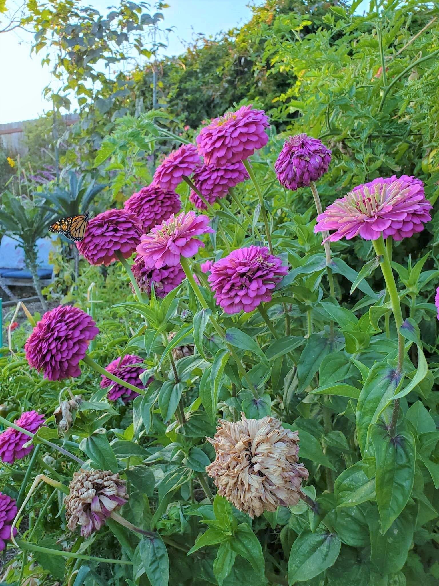 Amazon.com : TomorrowSeeds - Lavender Zinnia Seeds - 1000+ Count