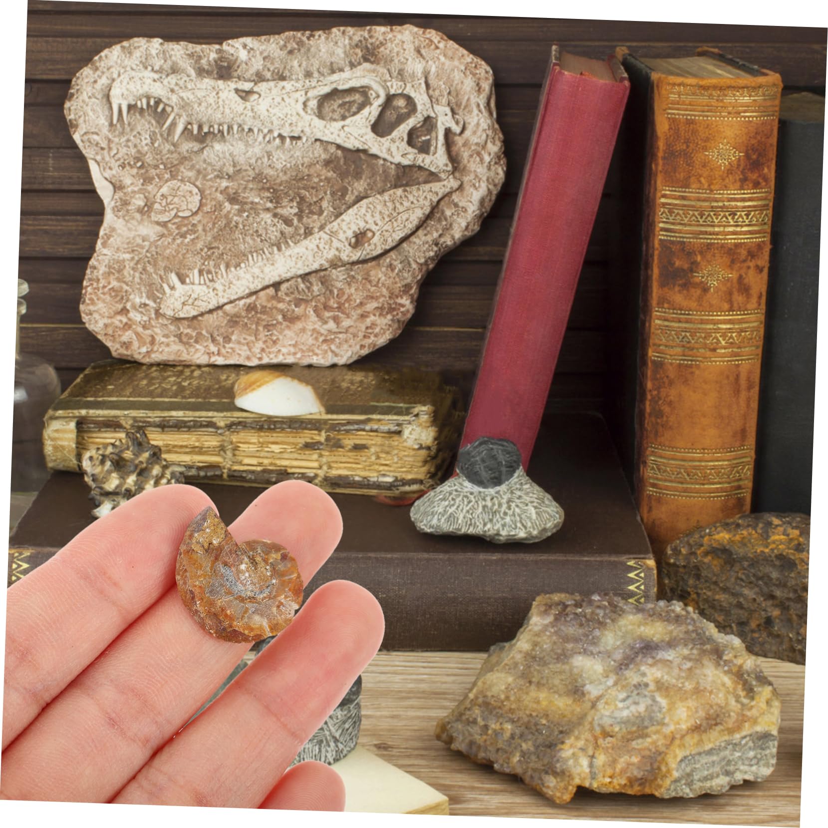 iplusmile 20piezas Especímenes De Fósil Para Decoración y Material Didáctico Para y Paleontología Opp Empaque