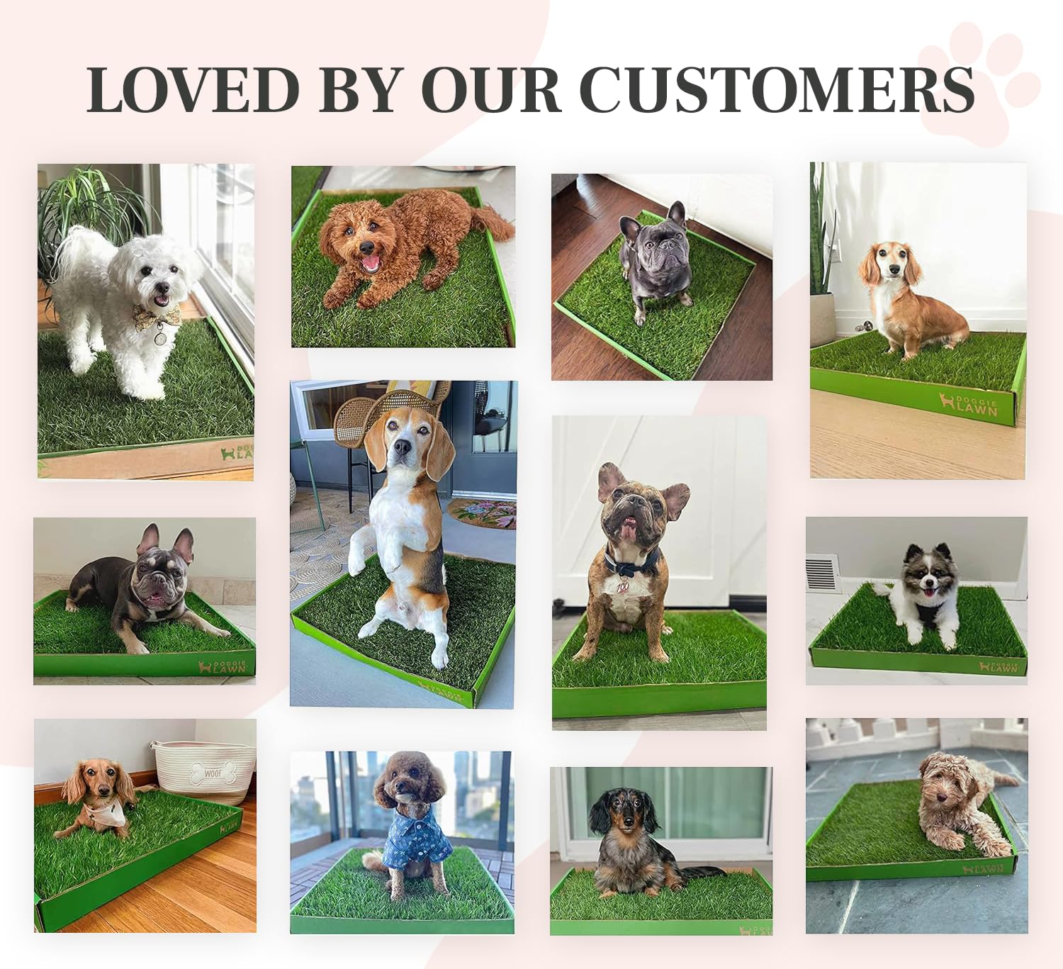 DoggieLawn Real Grass Puppy Pee Pads- 24 x 16 Inches - Perfect Indoor Litter Box for Dogs - No Mess, Easy-to-Use - Potty Training for Pets - Eco-Friendly Disposable Bathroom with Real Living Grass