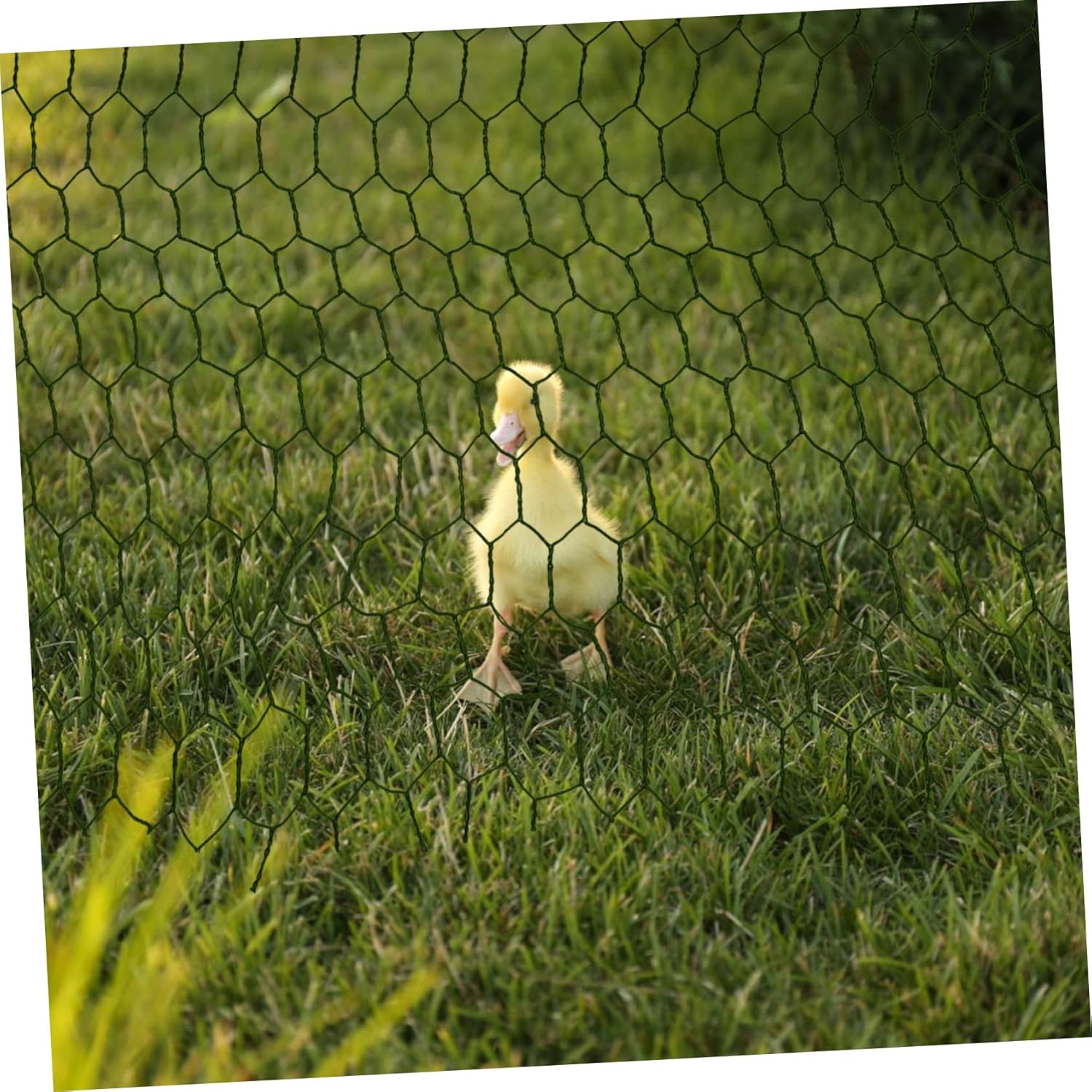 Portable Hexagonal Wire Mesh Green Coated Easy to Clean for Poultry Garden