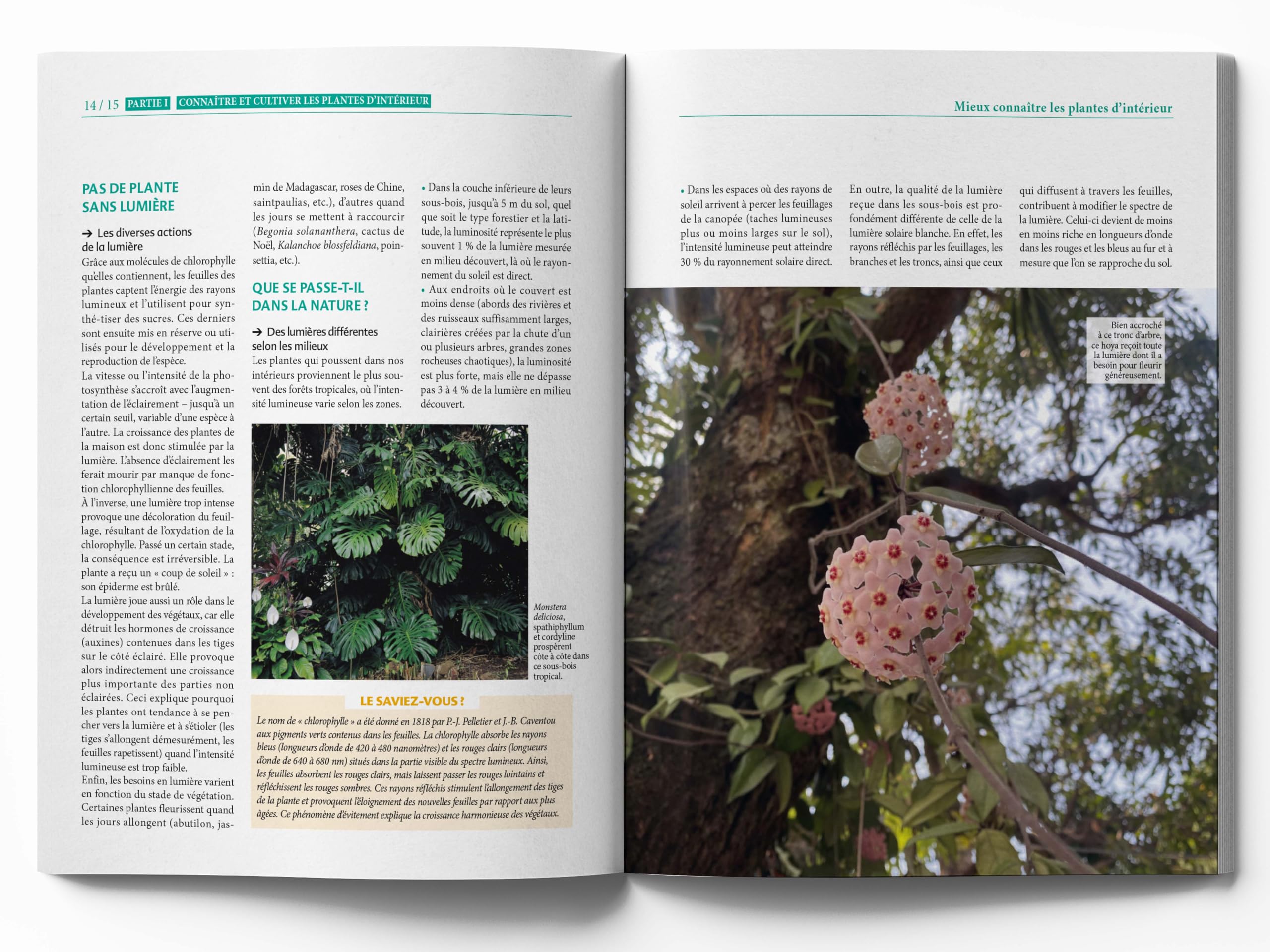 Le Traité Rustica des plantes d'intérieur