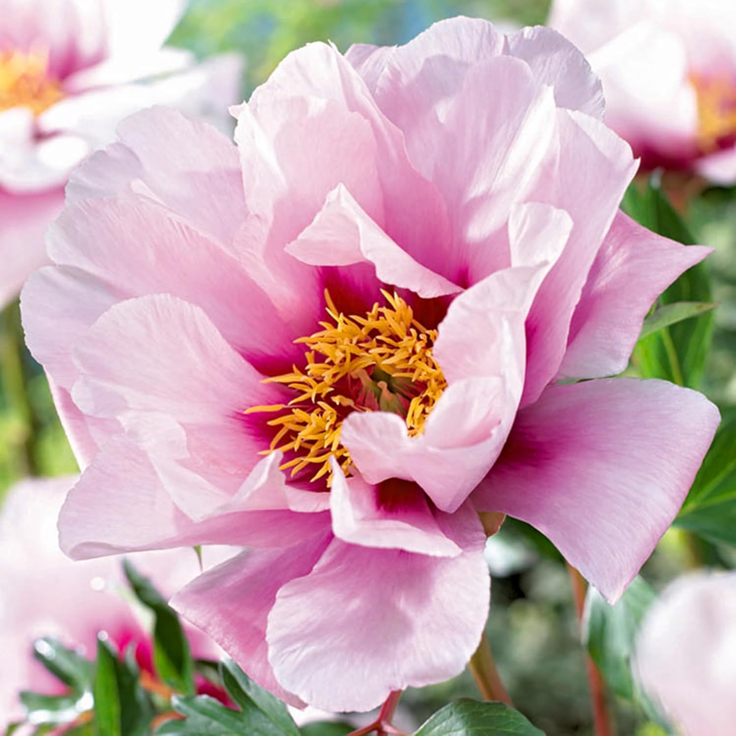 Garden State Bulb Cora Louise Itoh Peony Flower Bulb, Pink, Spring Planting (Bag of 1)