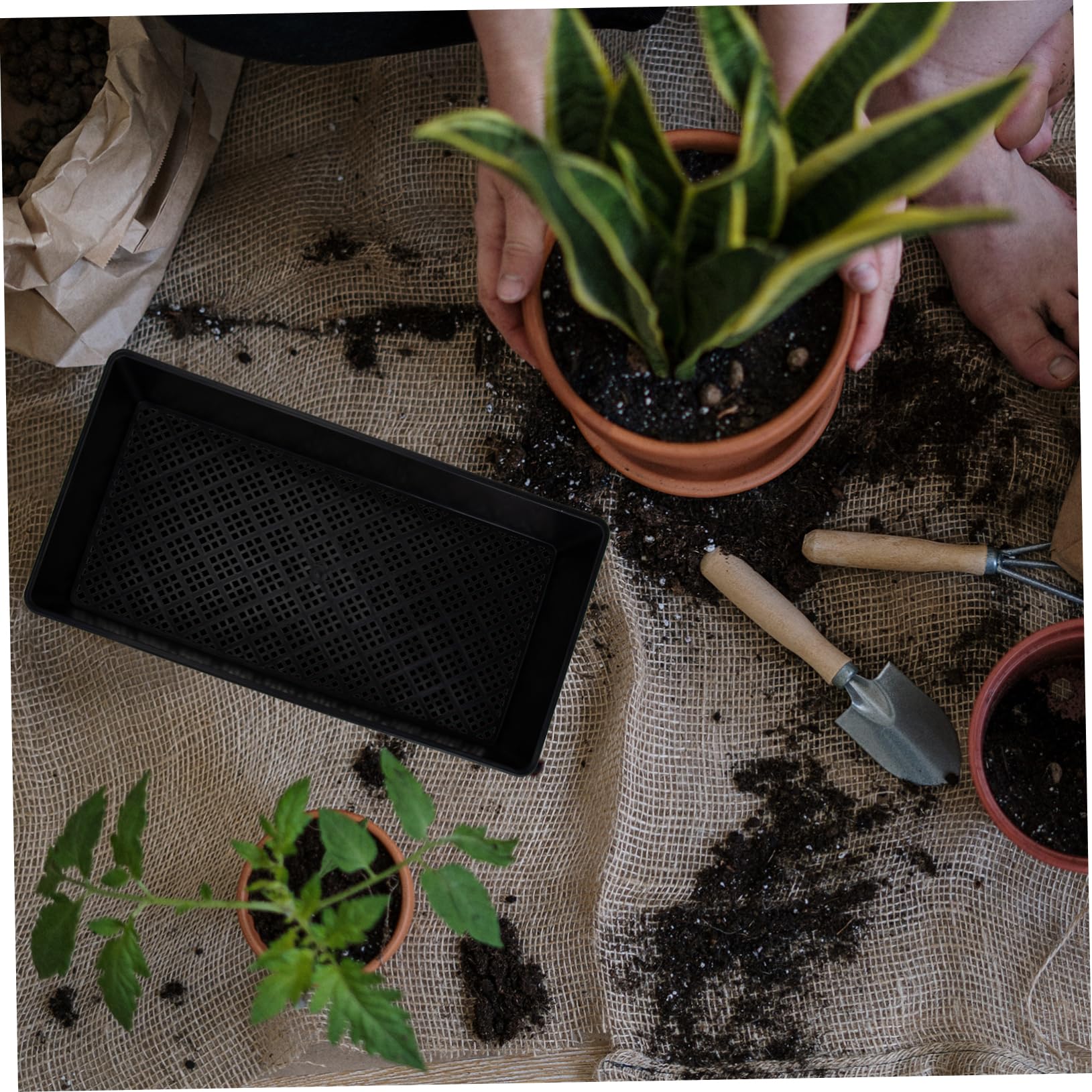 TOYANDONA 6pièces Lot de Plateaux de Semis Multi Germination des Germes Pratiques pour Jardinage et Culture