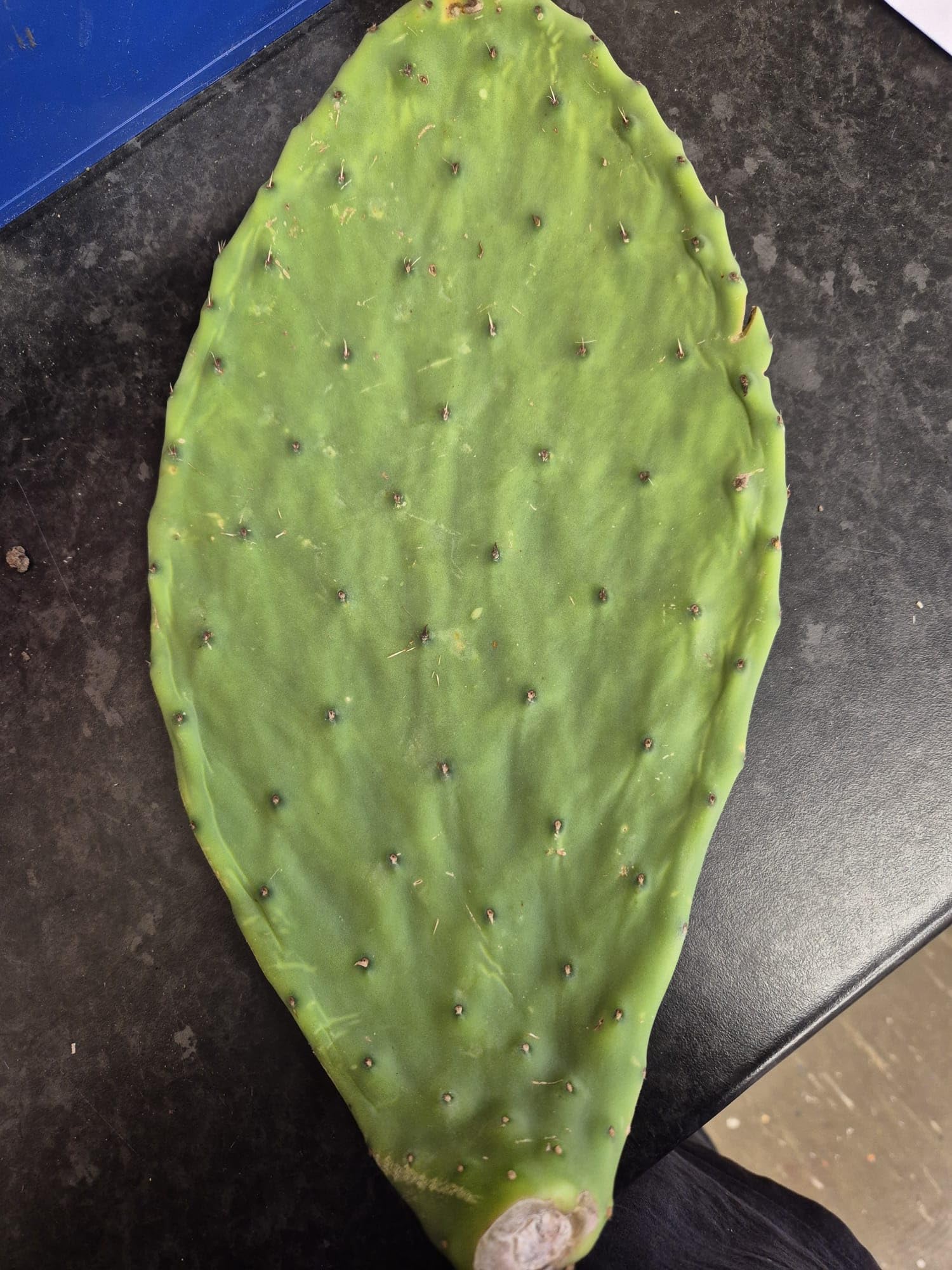 Fresh Nopales Cactus Paddle, Large Green Prickly Pear Pad x 1