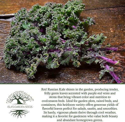 Miniatura 6 de Semillas rojas de col rizada rusa para plantar, más de 750 semillas de reliquia por paquete, semillas de jardín de Isla (semillas de jardín de