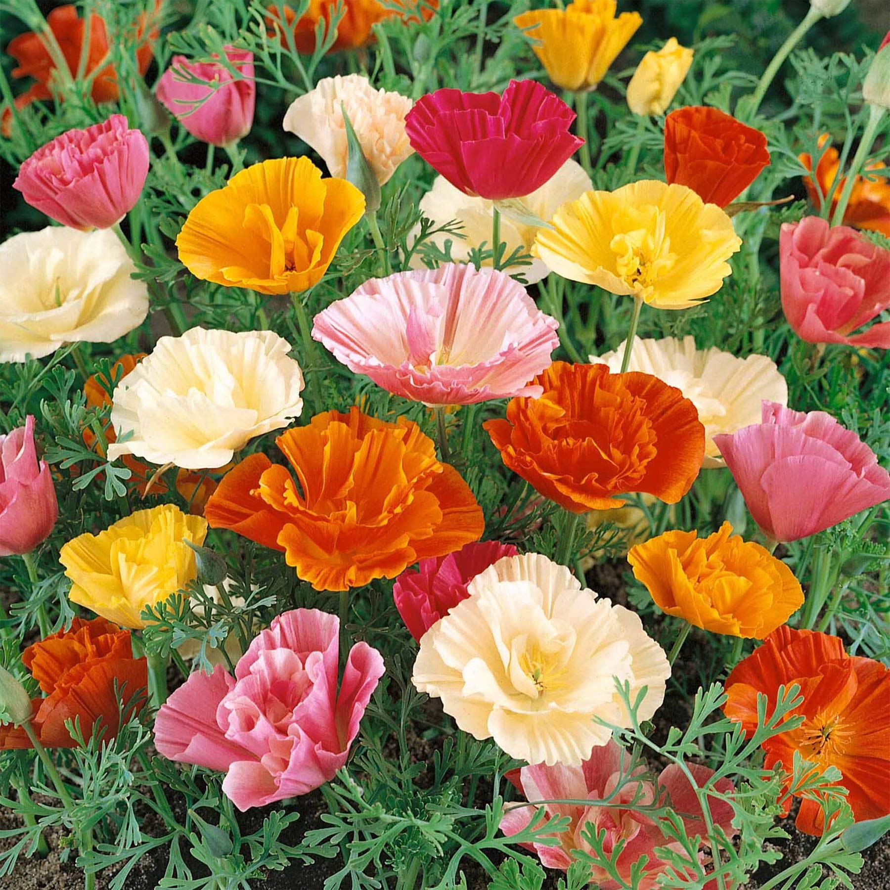 UtopiaSeeds Mission Bells Mix