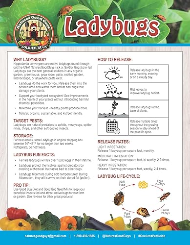 Miniatura 3 de 1500 mariquitas vivas - Se garantiza que llegan vivas  Néctar para bichos