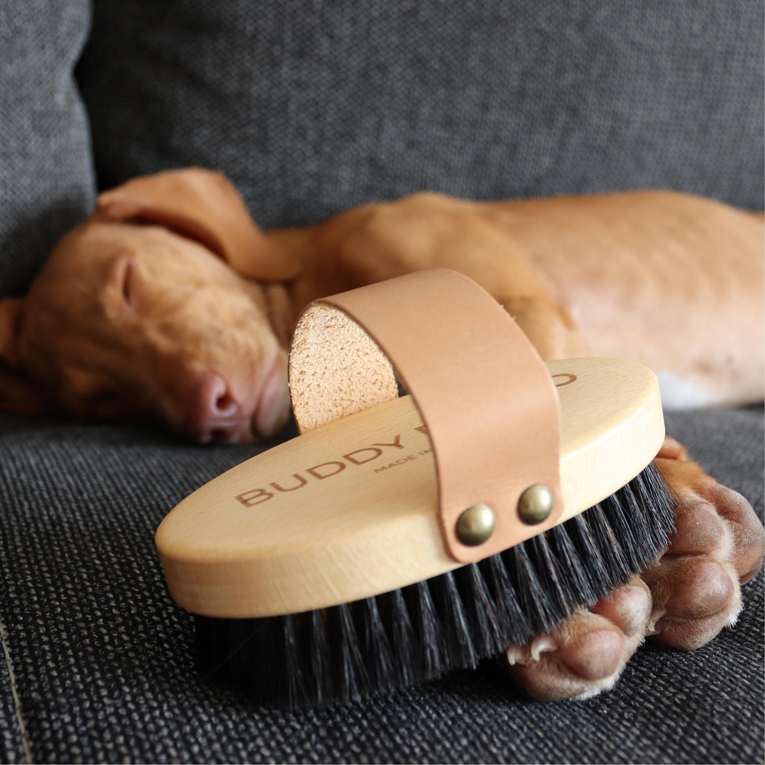 BUDDY BRUNO® brosse pour chien et chat á poil court, 100% naturel, énergétique pour le soin quotidien du pelage, brosse étrille avec boucle en cuir, fabriqué à la main en Forêt-Noire