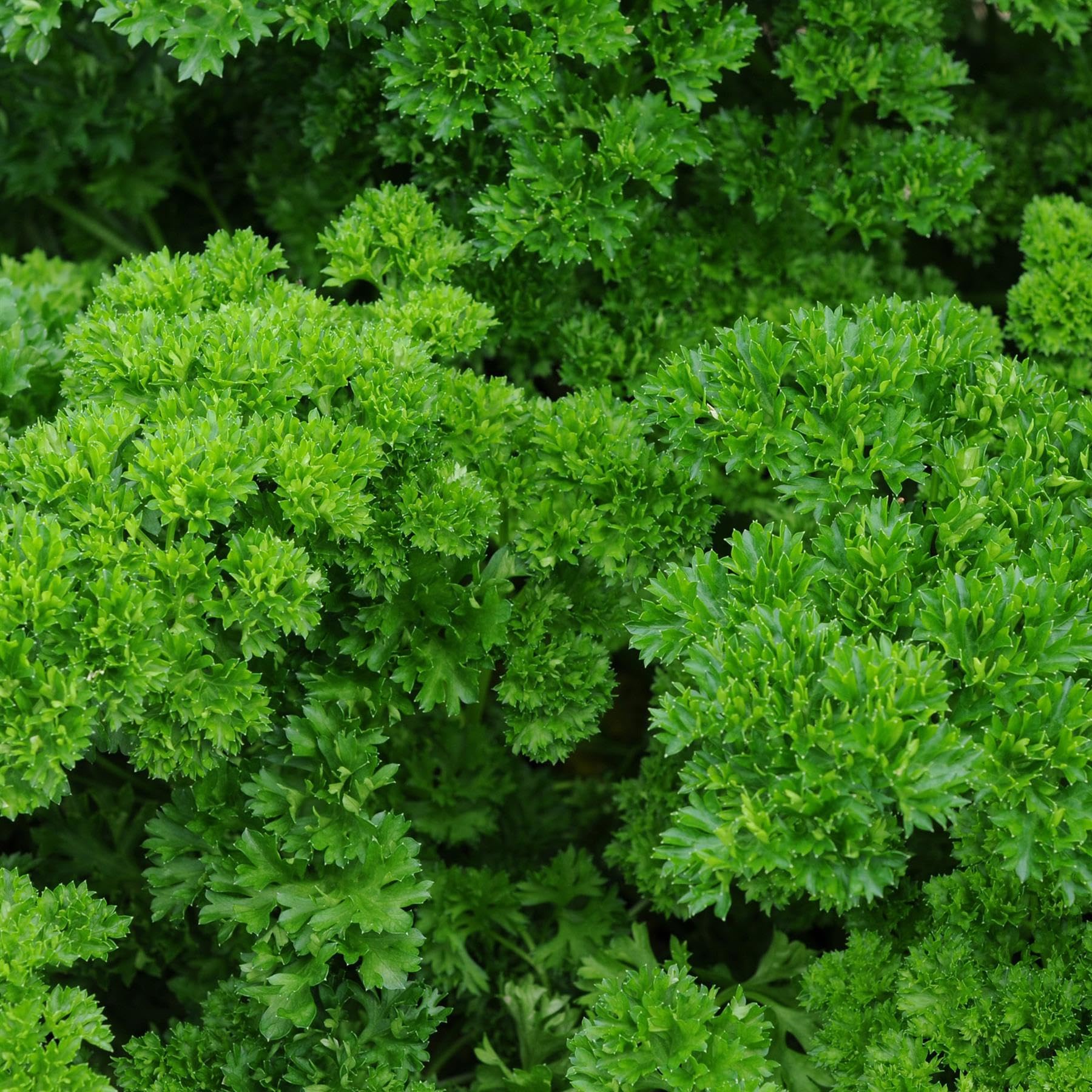 Perfect Plants - Parsley Plant Curled in a 13cm Pot Garden Ready Herb Plant