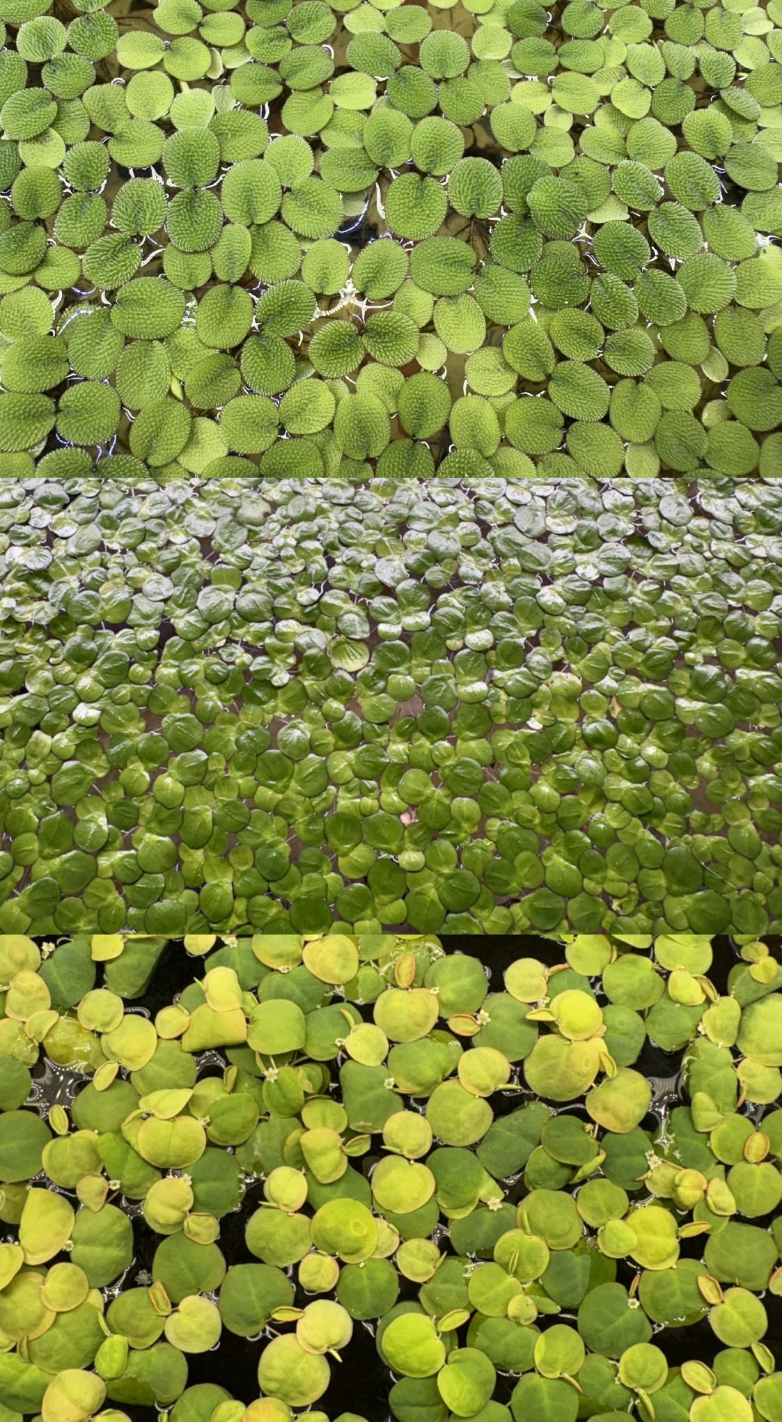 Floating Plant Bundle Red Root Floaters Salvinia Giant Duckweed