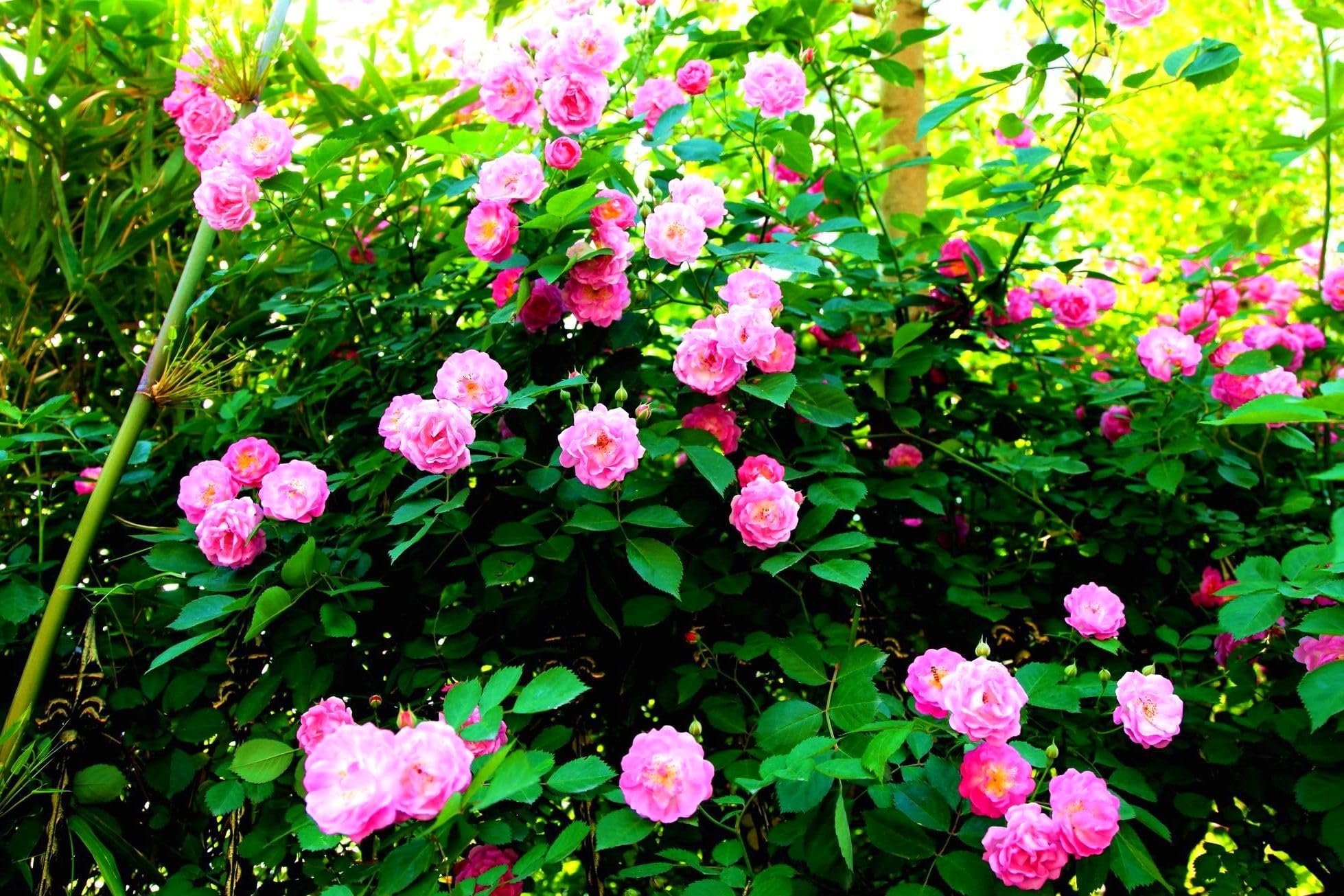 Amazon.com : 100Pcs Mix Climbing Rose Rosa Bush Vine Climber