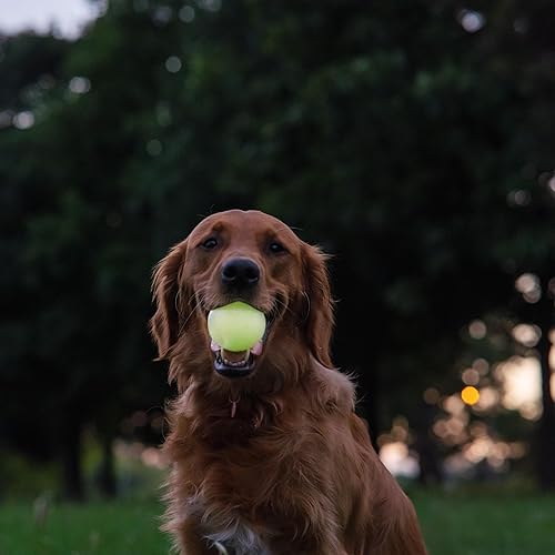 Miniatura 4 de Harry Barker Bolas de goma y palo de goma para masticar, hueso de goma para perros, bolas brillantes de 2.5 pulgadas