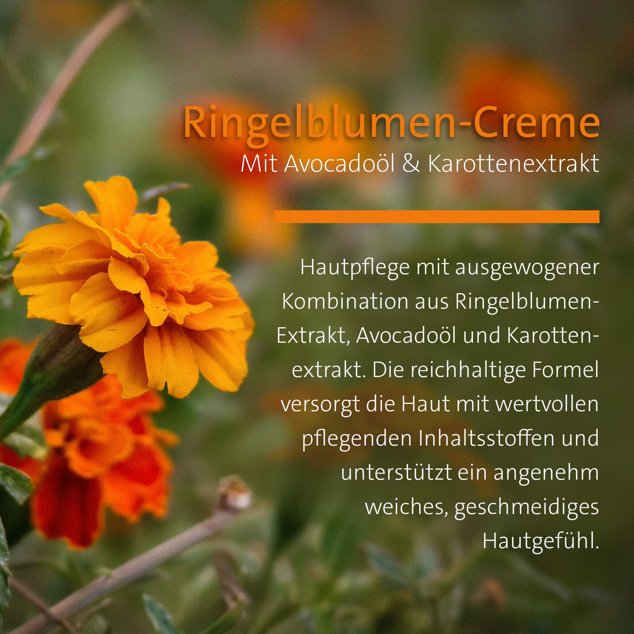 Sanct Bernhard Ringelblumen-Creme mit Karottenöl und Avocadoöl 12 x 100 ml