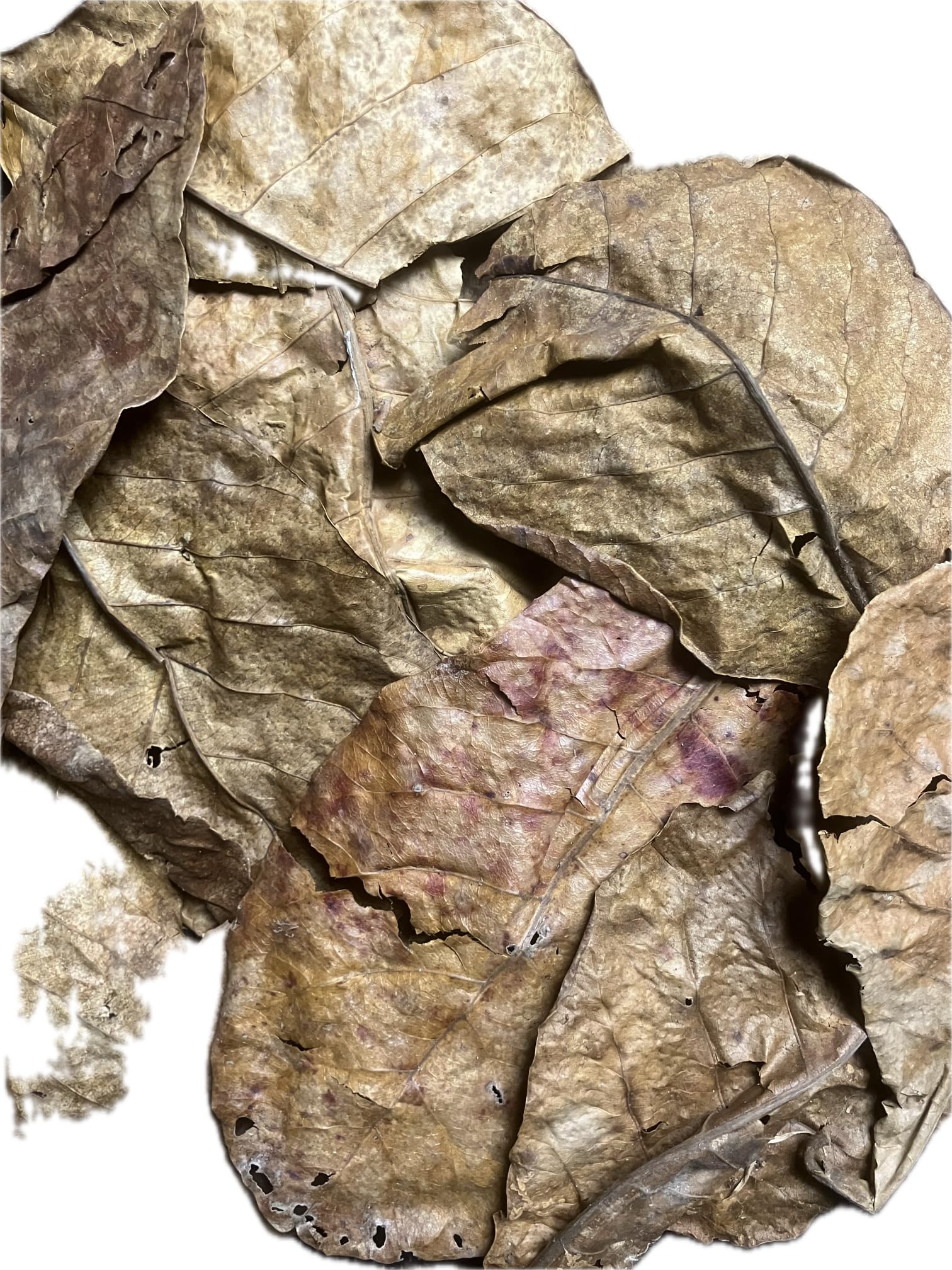 Feuilles de badamier avec maturité de qualité supérieure - Entretien naturel de l'eau pour aquarium - Feuilles Catappa de qualité supérieure en nature protégée - Idéal pour les crevettes, Betta & Co