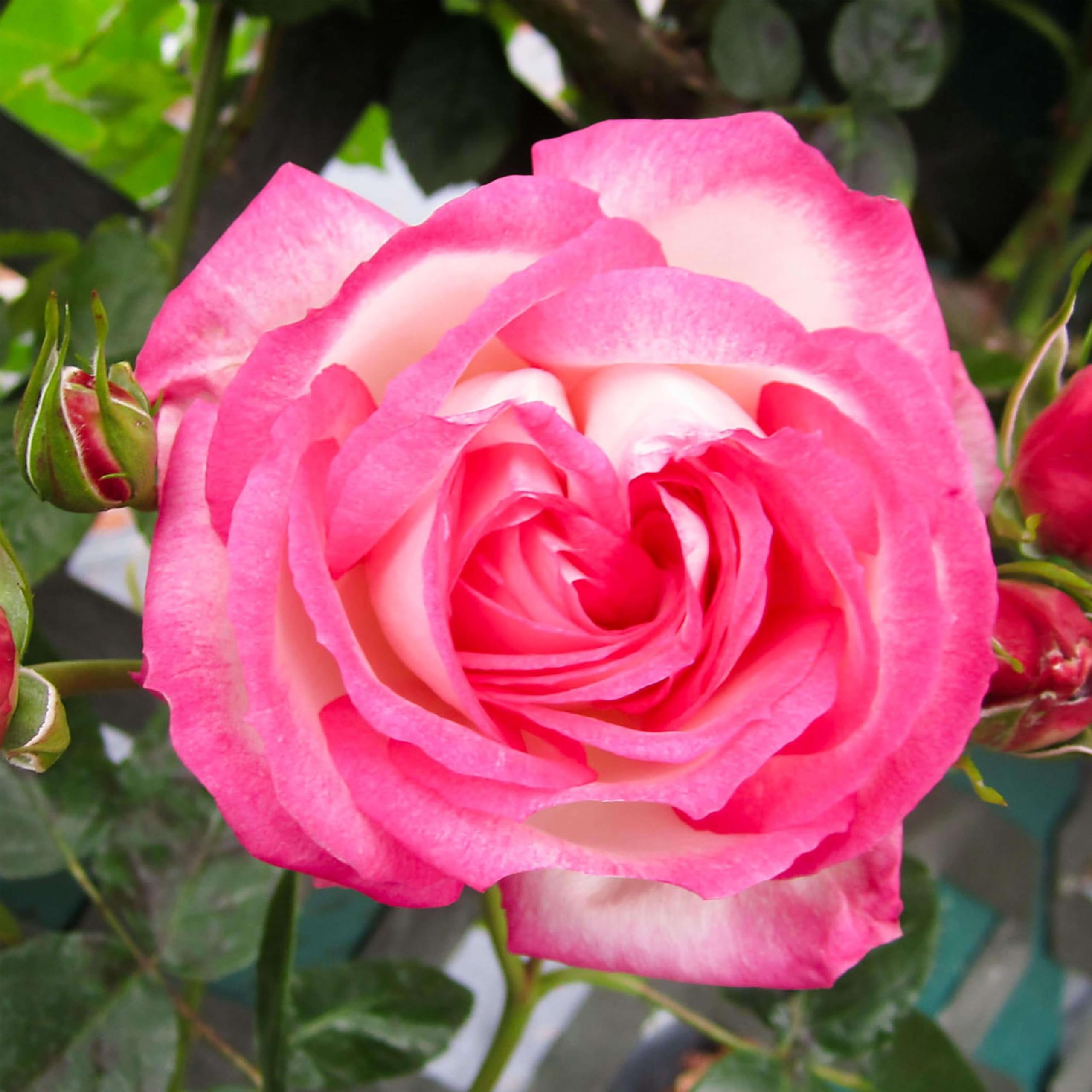 Amazon.com : Heirloom Climbing Roses, Live Own Root Plant for