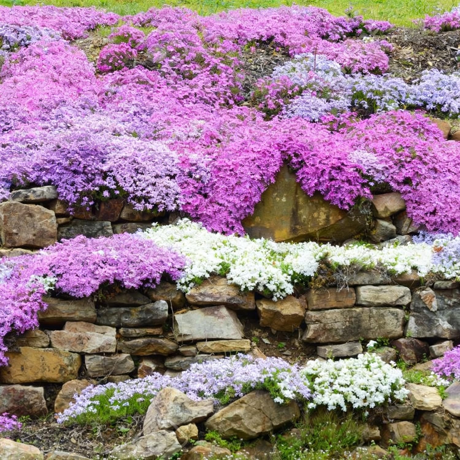 8000+ Rock Cress Seeds for Planting Outdoors Perennial Ground Cover Flowers Grow Easily Drought Tolerant Plants for Rock Gardens Borders Landscaping Lawn Mulch