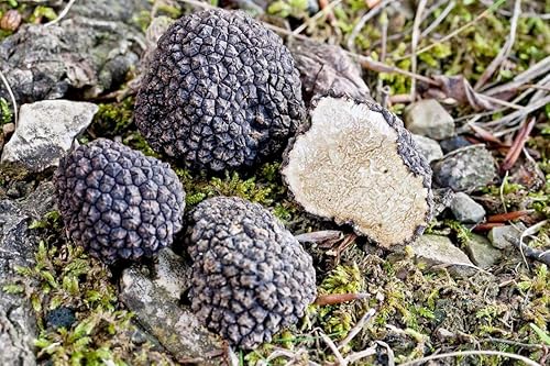 Miniatura 3 de Spores - Kit de semillas secas de micelio de setas de trufa negra, para plantar, sin OMG, 0.25 onzas