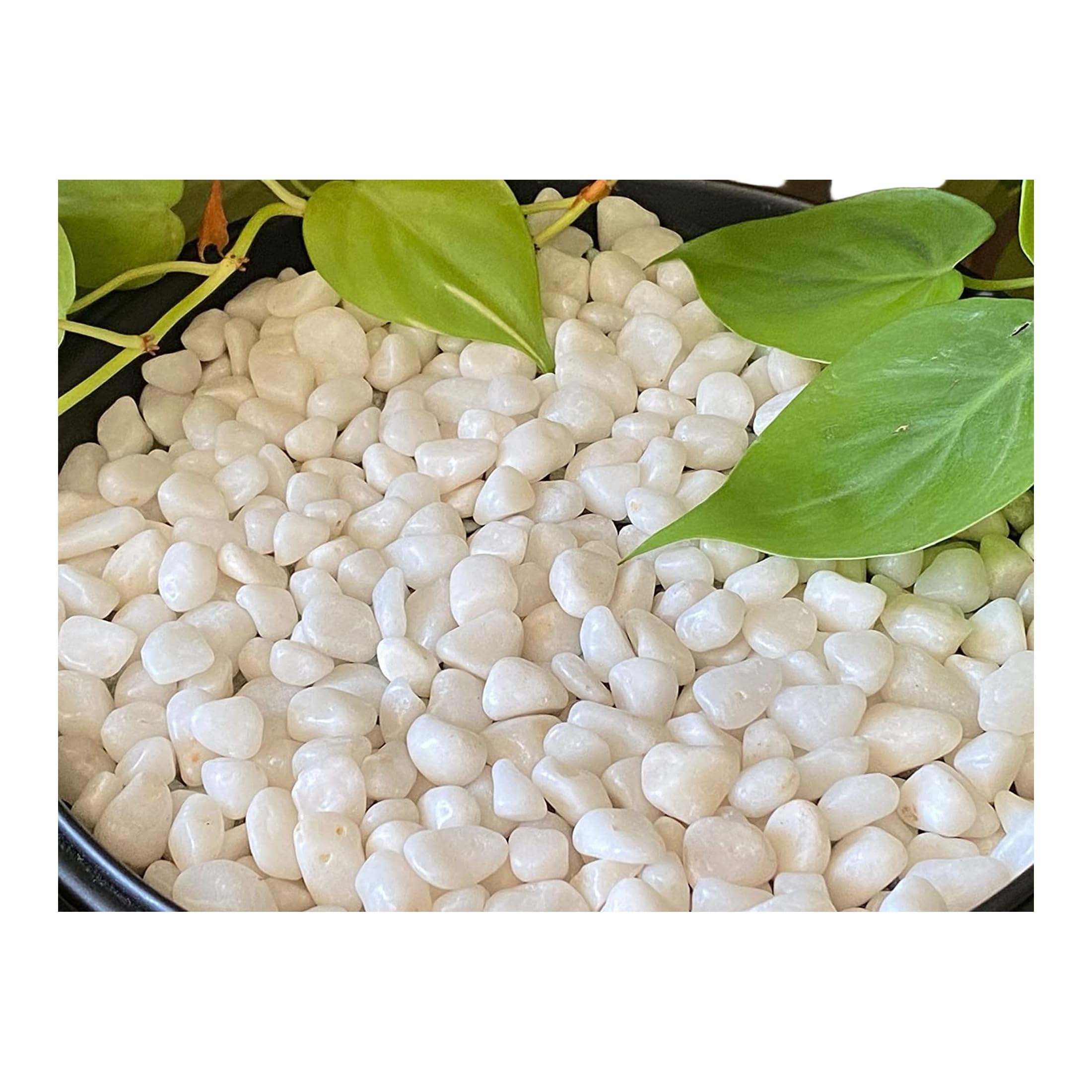 Leafy Tales White Polished Marble Stone Pebbles for Home & Garden Decoration| White Polish 5 Kg-image-23