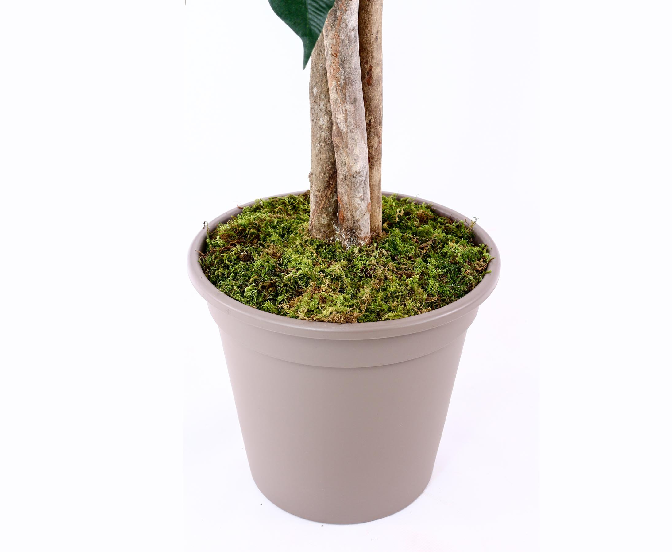 kunstpflanzen-discount.com Ficus Elegance Artificial Height: 175 cm with  1672 Green Textile Fibre Leaves, Natural Trunks : Amazon.com.be: Home &  Kitchen