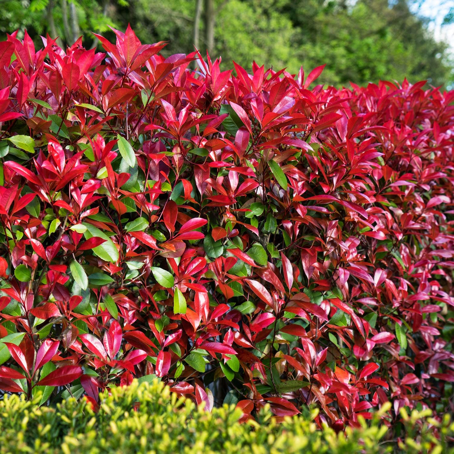 Rote Glanzmispel 'Devil's Dream' Photinia fraseri immergrn Heckenpflanze  leuchtend roter Austrieb (Im 5 Liter Topf 80-100 cm) : Amazon.de: Garten
