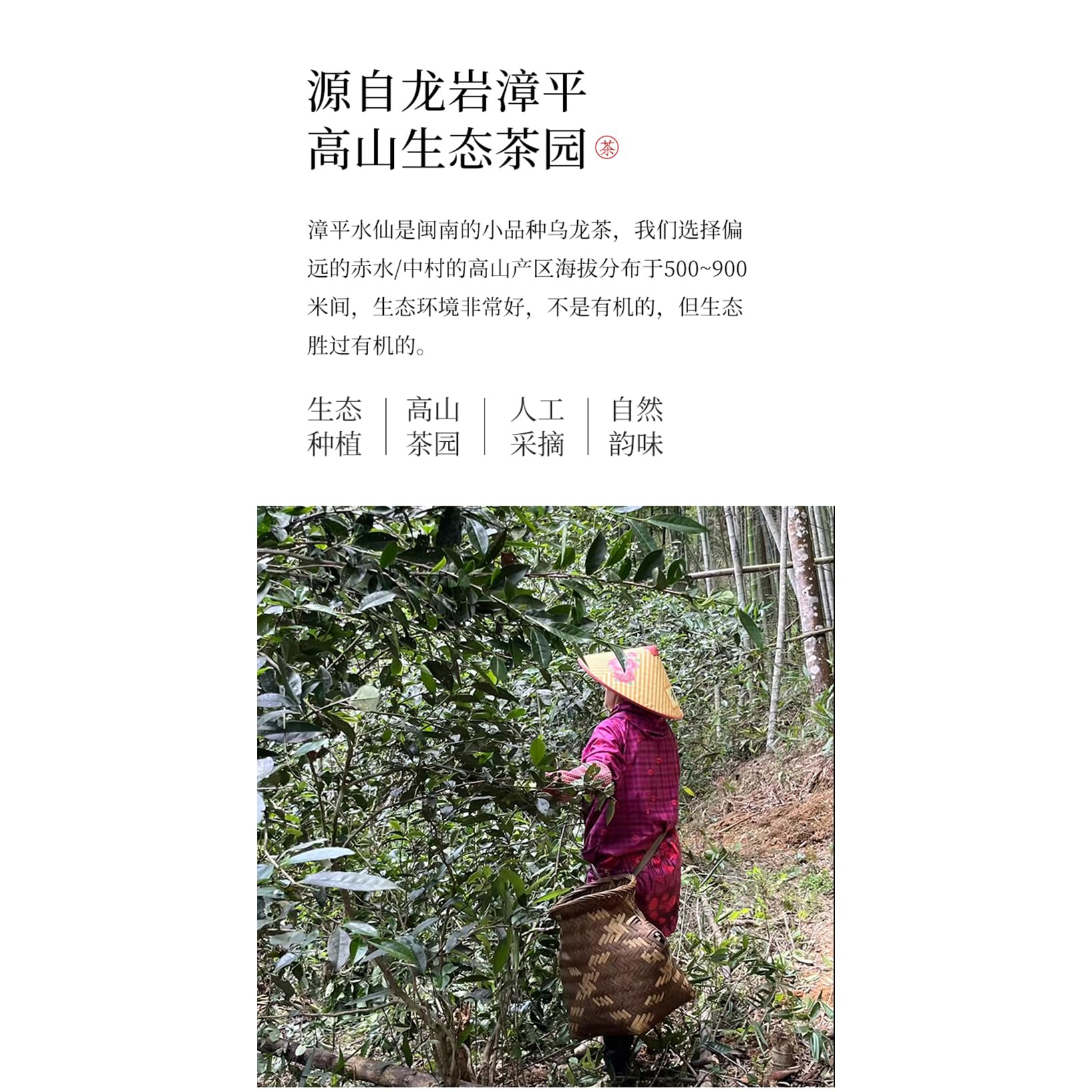 Amazon.com : 漳平水仙,乌龙炭焙浓香型兰花香,500g : Grocery