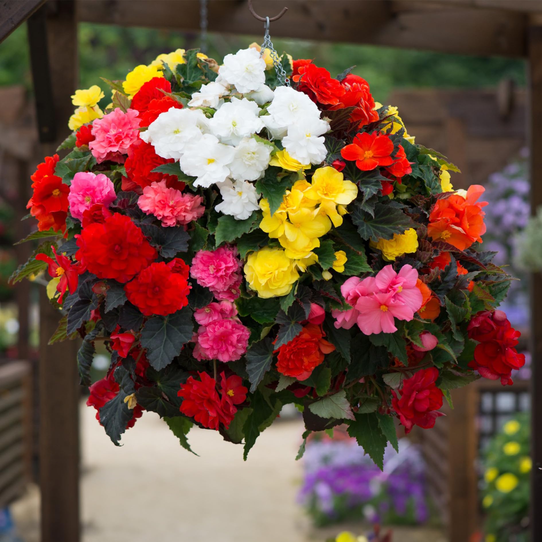 PREMIER SEEDS DIRECT - Begonia Tuberous - Non Stop - Mixed F1-15 PELLETS