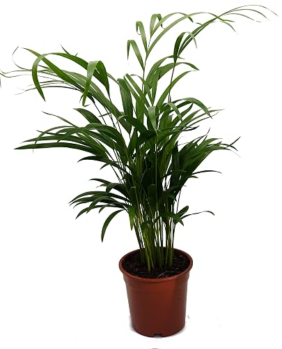 Goldfruchtpalme, Areca Palme, (Areca Chrysalidocarpus) Zimmerpalme, Zimmerpflanze, (ca. 60cm hoch,