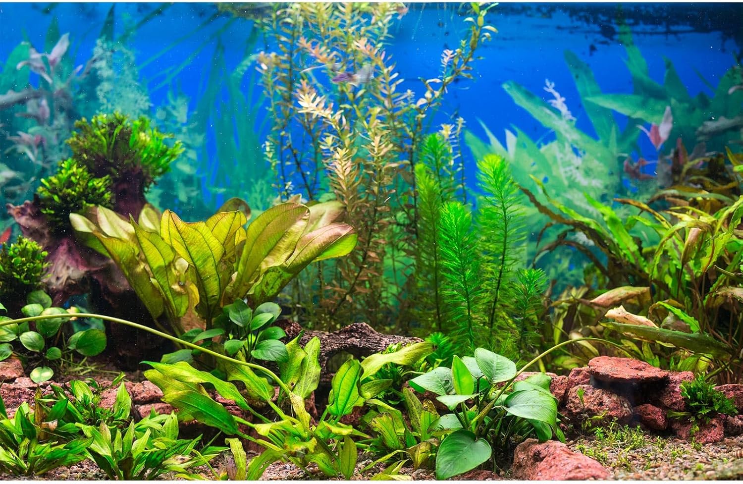 Aquarium Background Various Underwater Grass Plants Kenya Ubuy