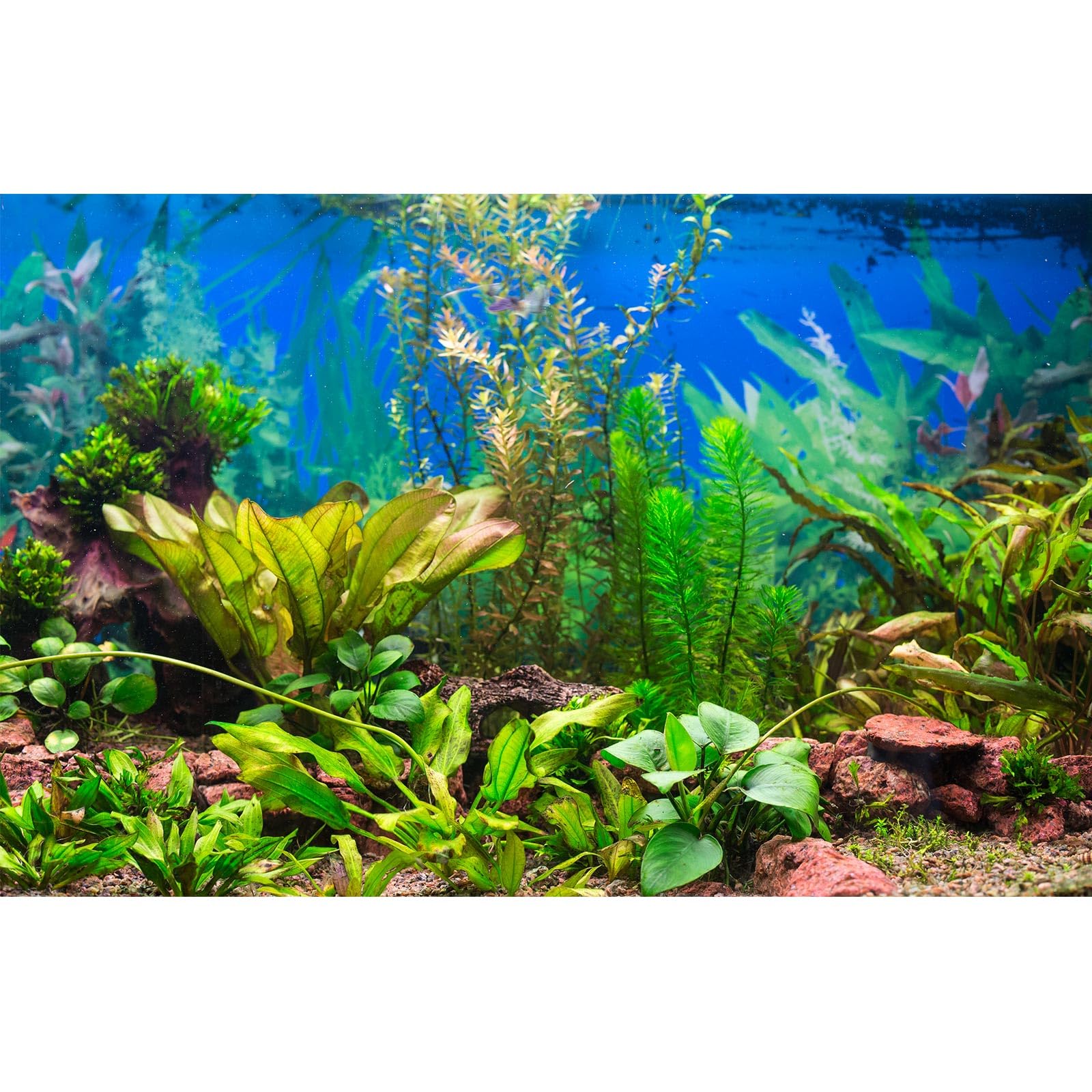 Aquarium Background Various Underwater Grass Plants Aquarium Backdrop Vivid and Fresh Green Aquatic Plants Stone River Bed and Dead Wood Purple Stone