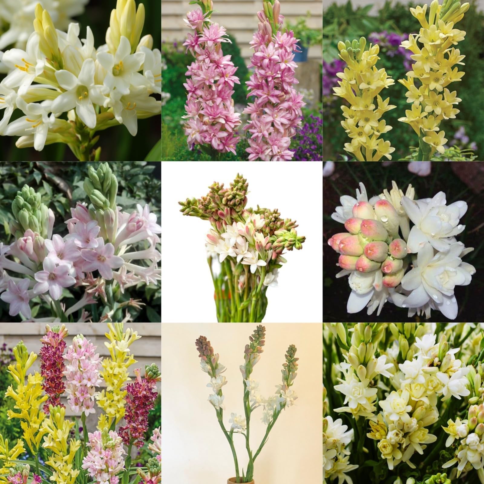 Tuberose Bulbs for Planting Now UK Ornamental Perennial Easy Plant Excellent Display Plant Bulbs Greening Flower/Good for Containers/Natural Organic -10Bulbs-A