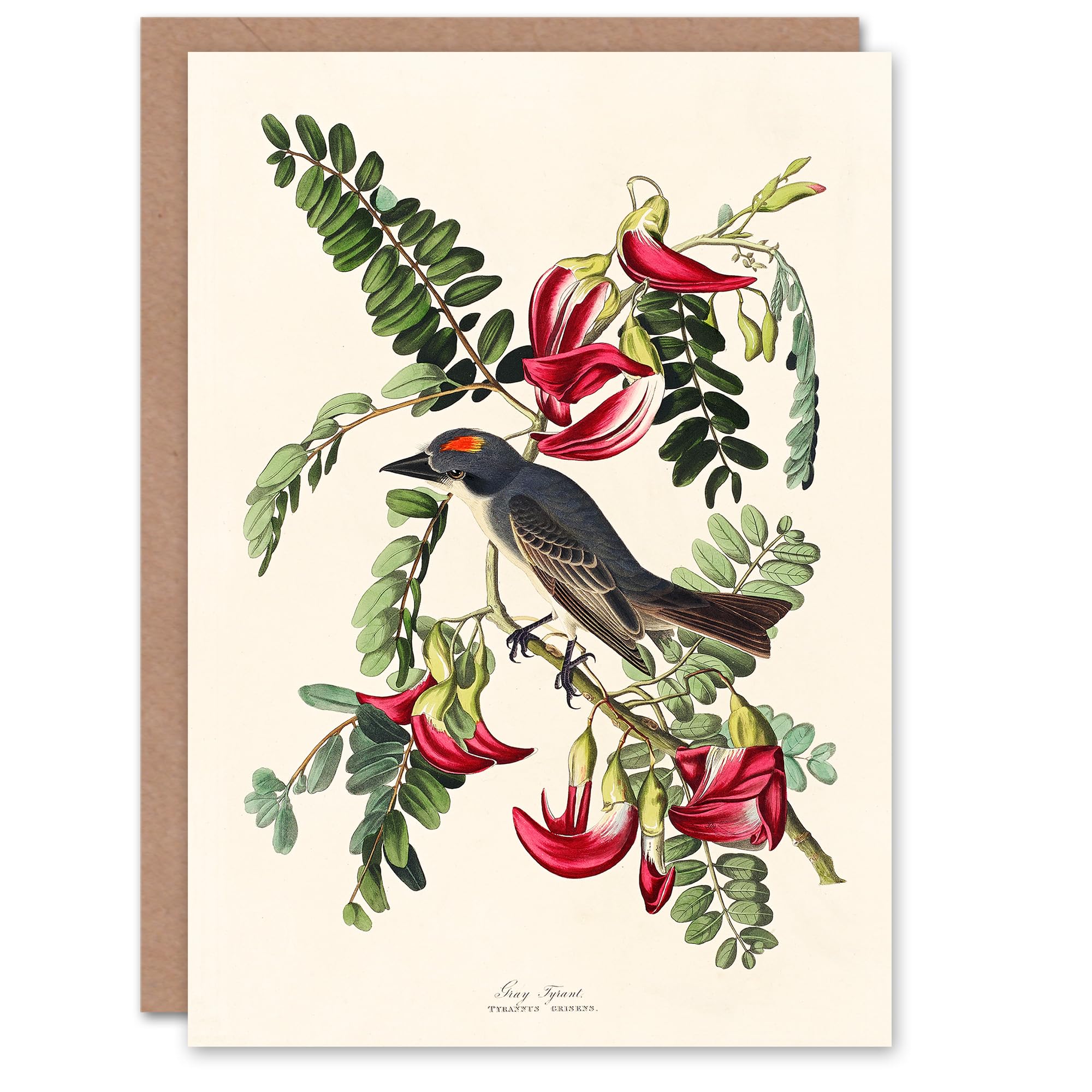 Artery8 John James Audubon Art Card Birds of America Piping Flycatcher