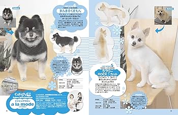 禁断のポメラニアンさ専用 🐶❤️ ポメラニアン（オレンジセーブル）の 女の子が厚木店に