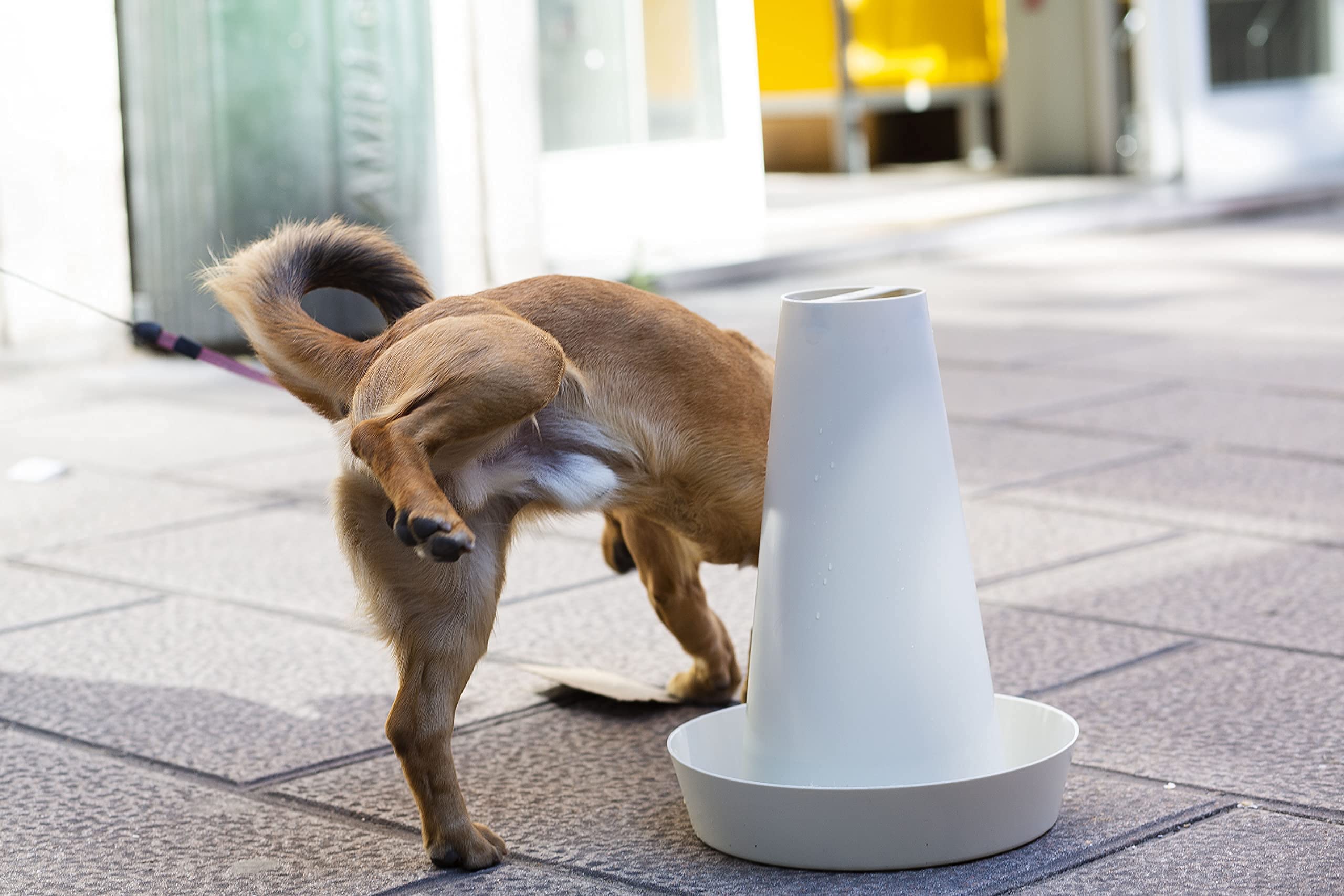 PIPPI Toilettes pour Chien Tapis pour Chien Toilettes faciles à Nettoyer pour intérieur WC pour Chien pour Une hygiène optimale sans Odeur Écologique Dog Toilet WC 28x36cm Blanc