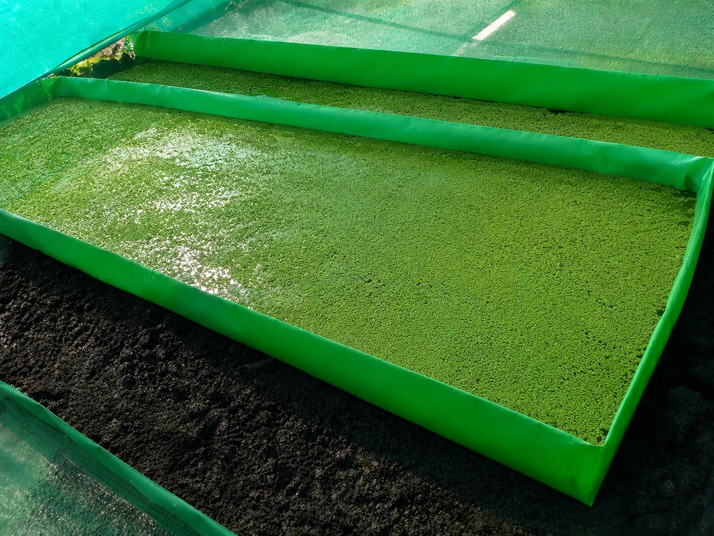 AFI-Grow Bed Tray for Microgreens and Sprouting - Azola Bed 12x4x1Ft | PVC Frame Support, Portable Design, Soil & Hydroponic Use, Reusable Tray, Indoor Gardening-image-23