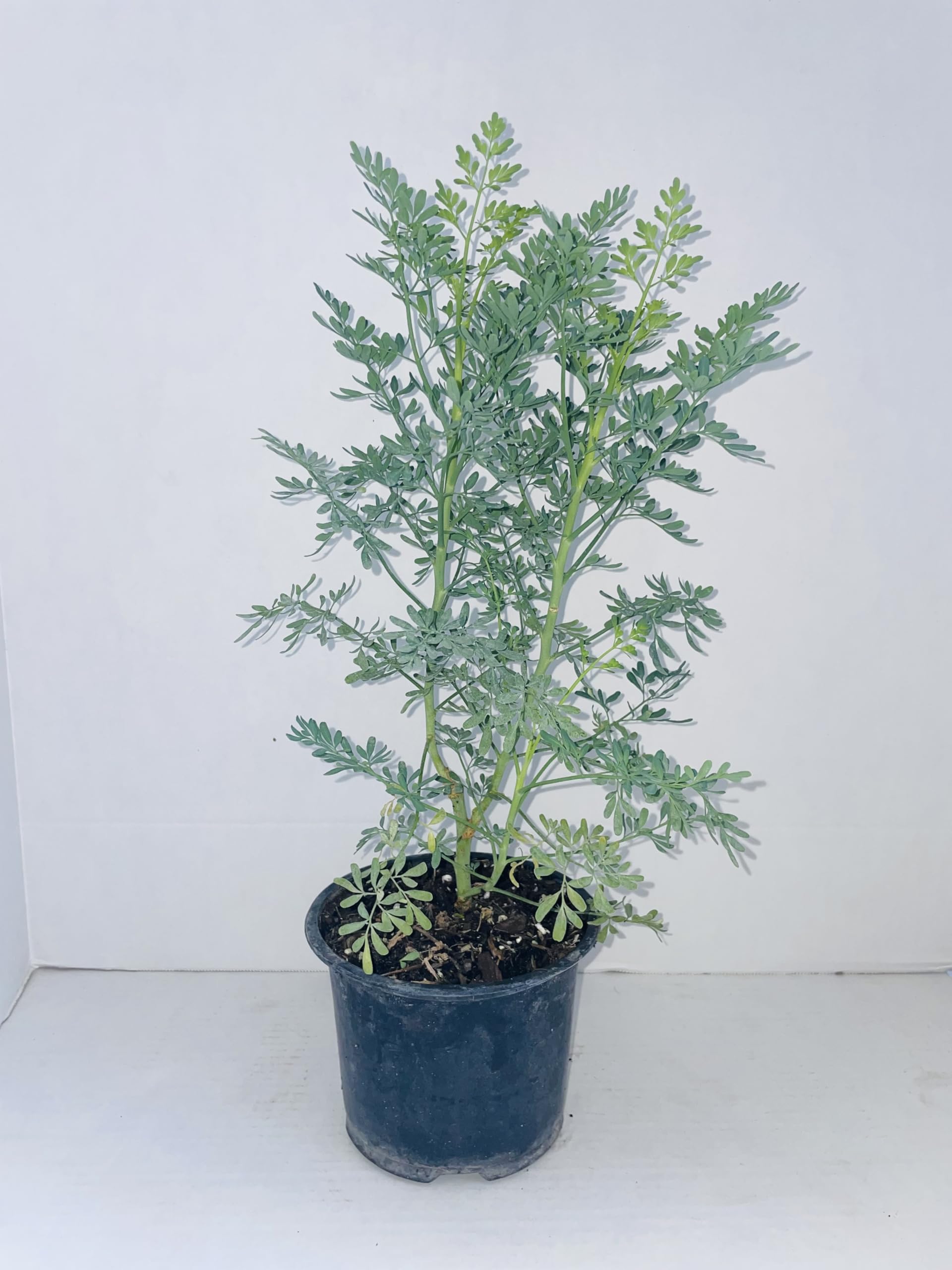 Amazon.com : Plant - Common Rue (Ruta graveolens) Herb of Grace - Ship in  3" Pot with Soil5" to 7" Height : Patio, Lawn & Garden