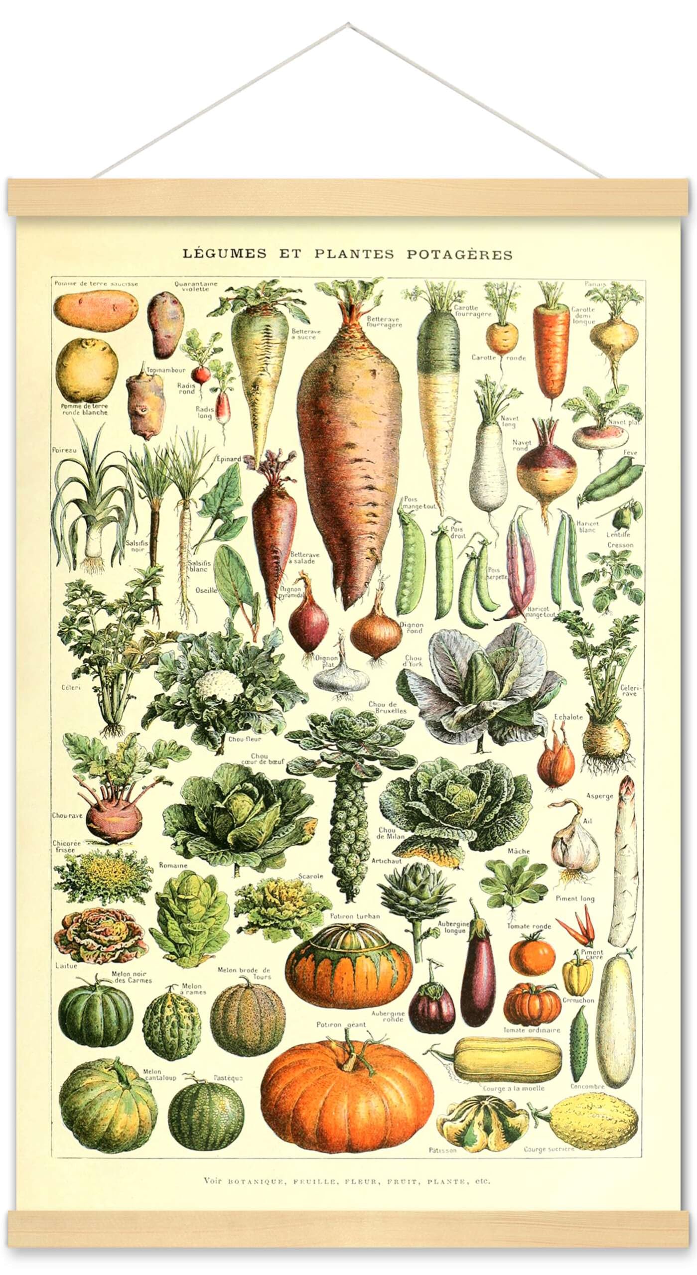 Meishe Art Póster con impresión de vegetales vintage para cocina, ciencia botánica, planta, zanahoria, calabaza, patata, ilustración para el hogar, marco para decoración de pared (40 x 60 cm + marco