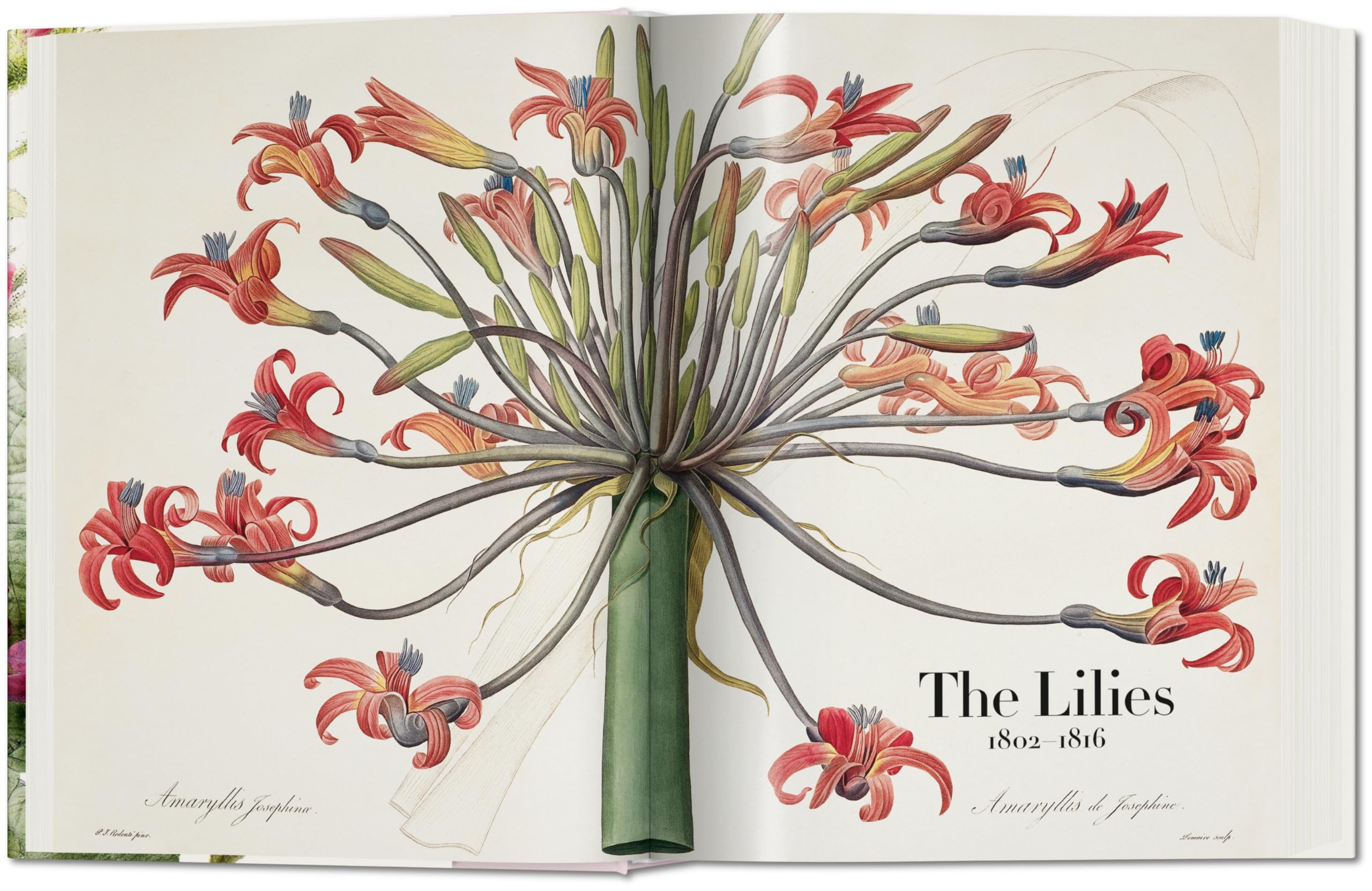 Il libro dei fiori [Lingua inglese]