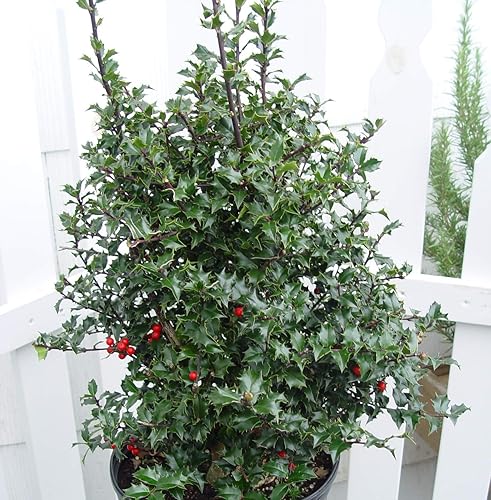 Vista 42 de Ganadores probados - Ilex verticillata Berry Heavy Gold (Winterberry) Arbusto, bayas de oro, 3 - Contenedor