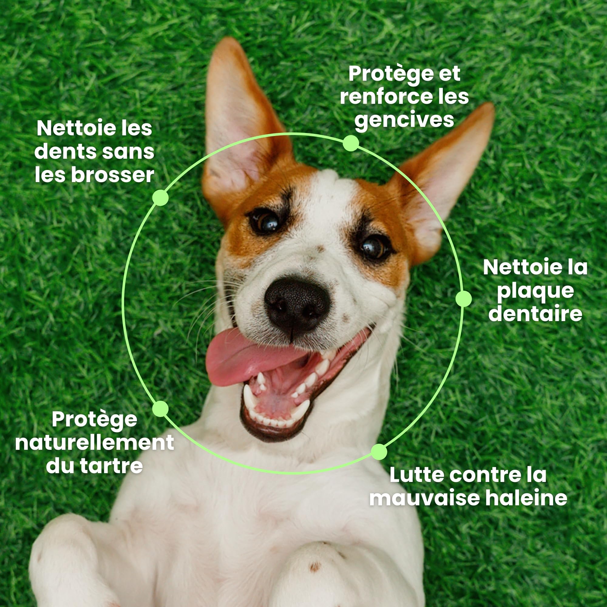 BESTI - Haleine, Dents & Gencives | Poudre Dentaire pour Chiens | Anti-Tartre, Mauvaise Haleine | Pré Post Probiotiques Naturels | Marque Française - Formule Vétérinaire | Eucalyptus | 75 Doses | 150g