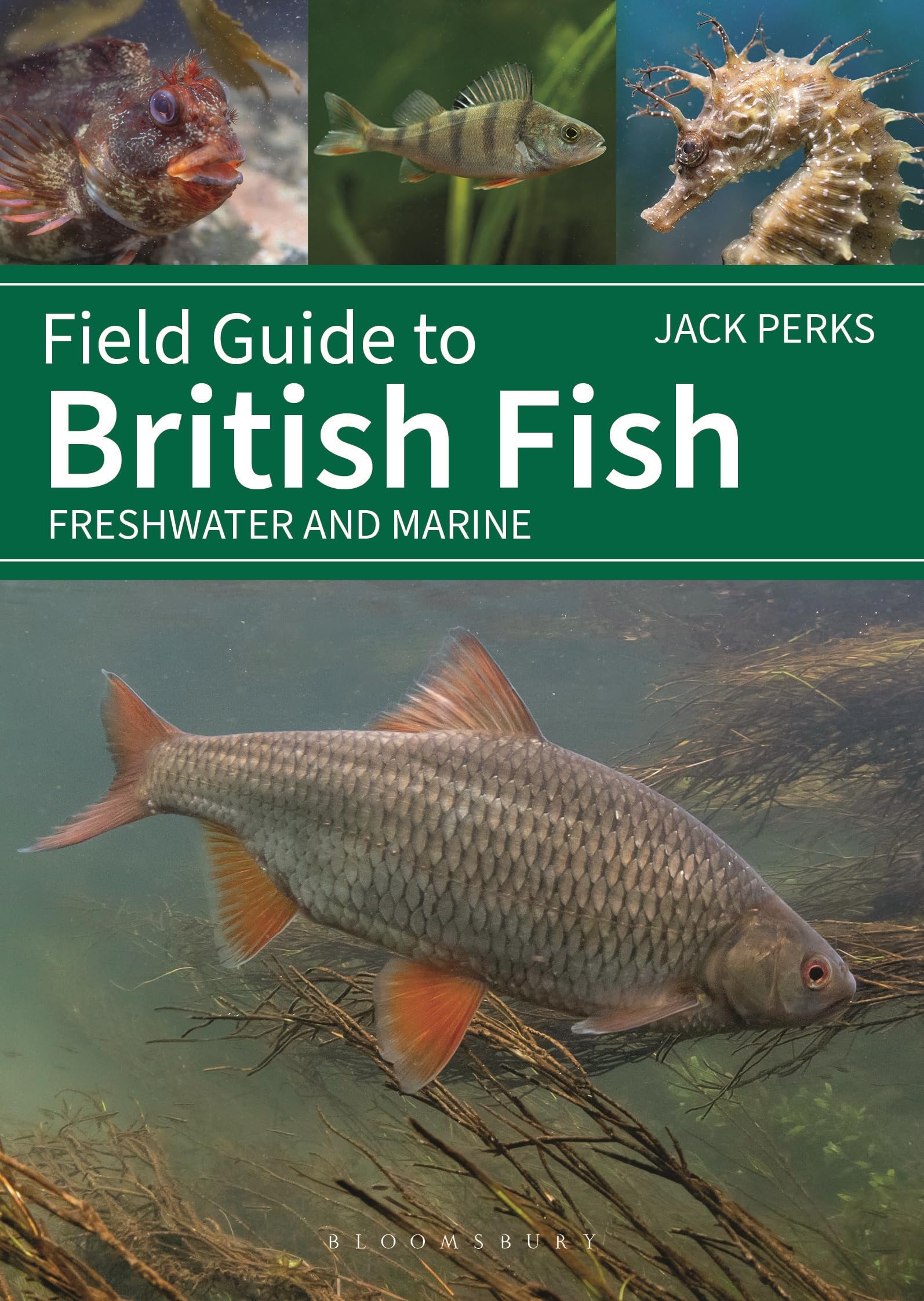 Field Guide to British Fish: Freshwater and Marine (Bloomsbury Naturalist)