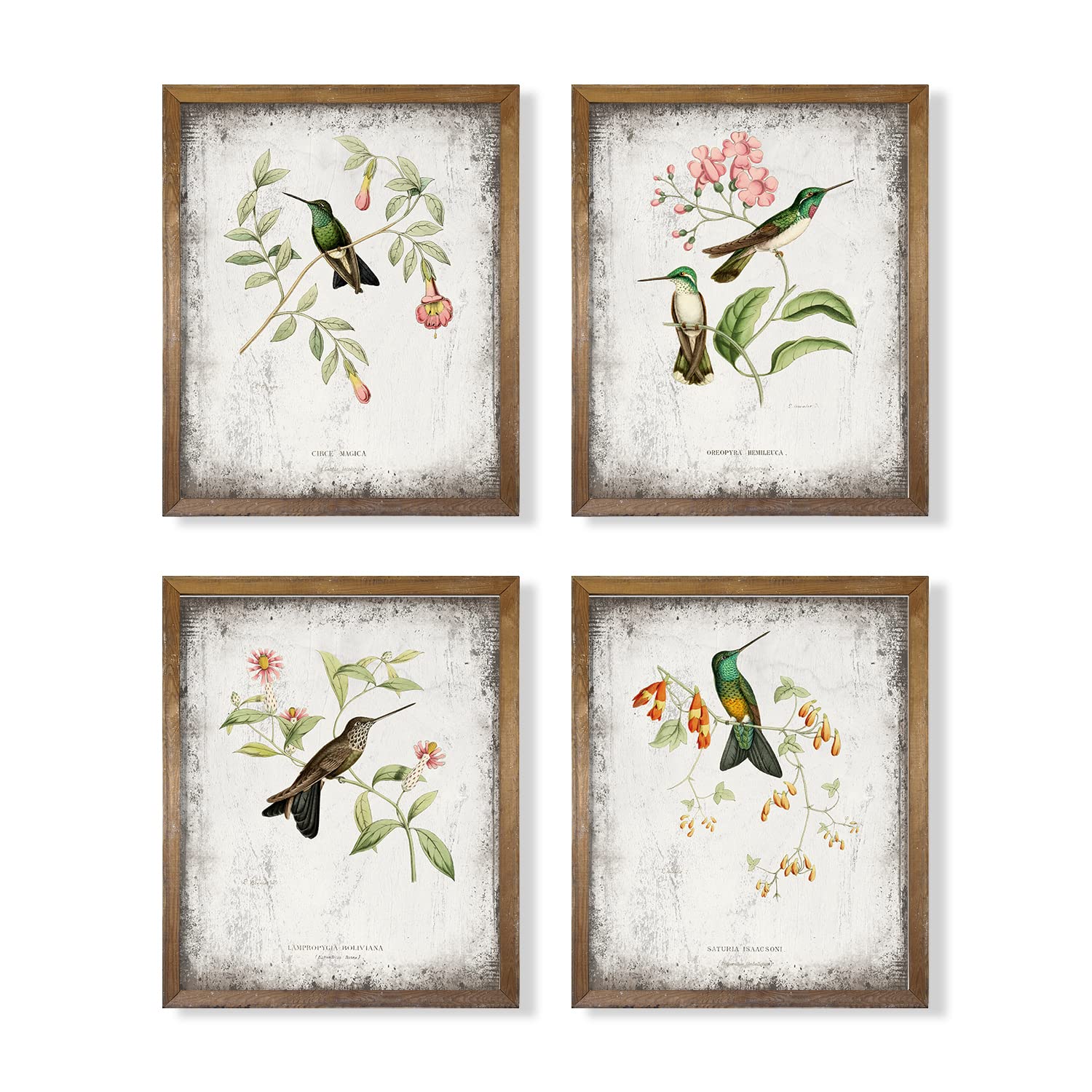 Lovebird Sparrow Audubon Print - Vintage Bird Wall Art - Hummingbird Pictures for Wall - France Country Botanical Flower Poster - Green Tree Floral -