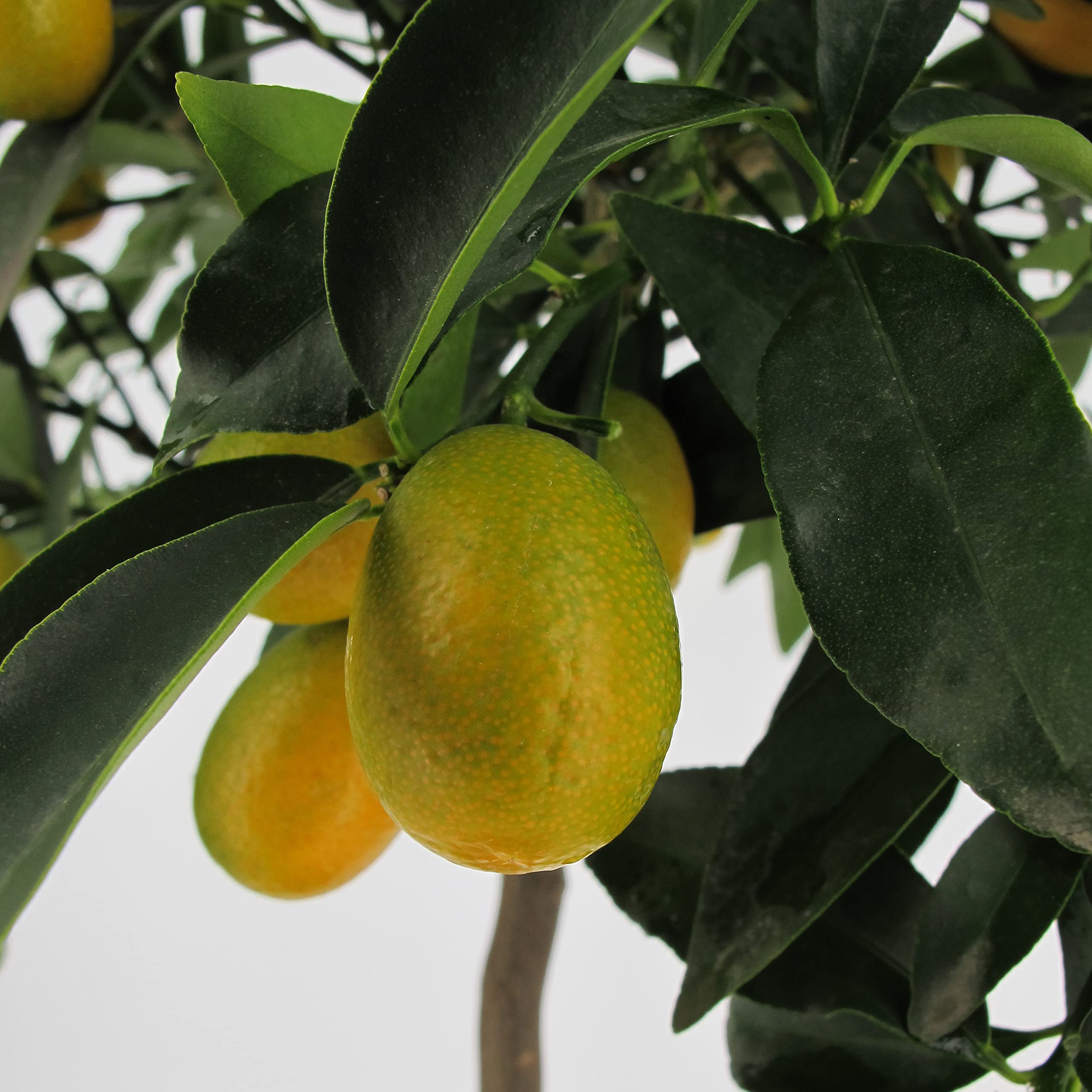 Pianta Di Kumquat Fortunella - Agrumi Siciliani In Vaso ø22 Cm, H 70-80 Cm - Foto 13