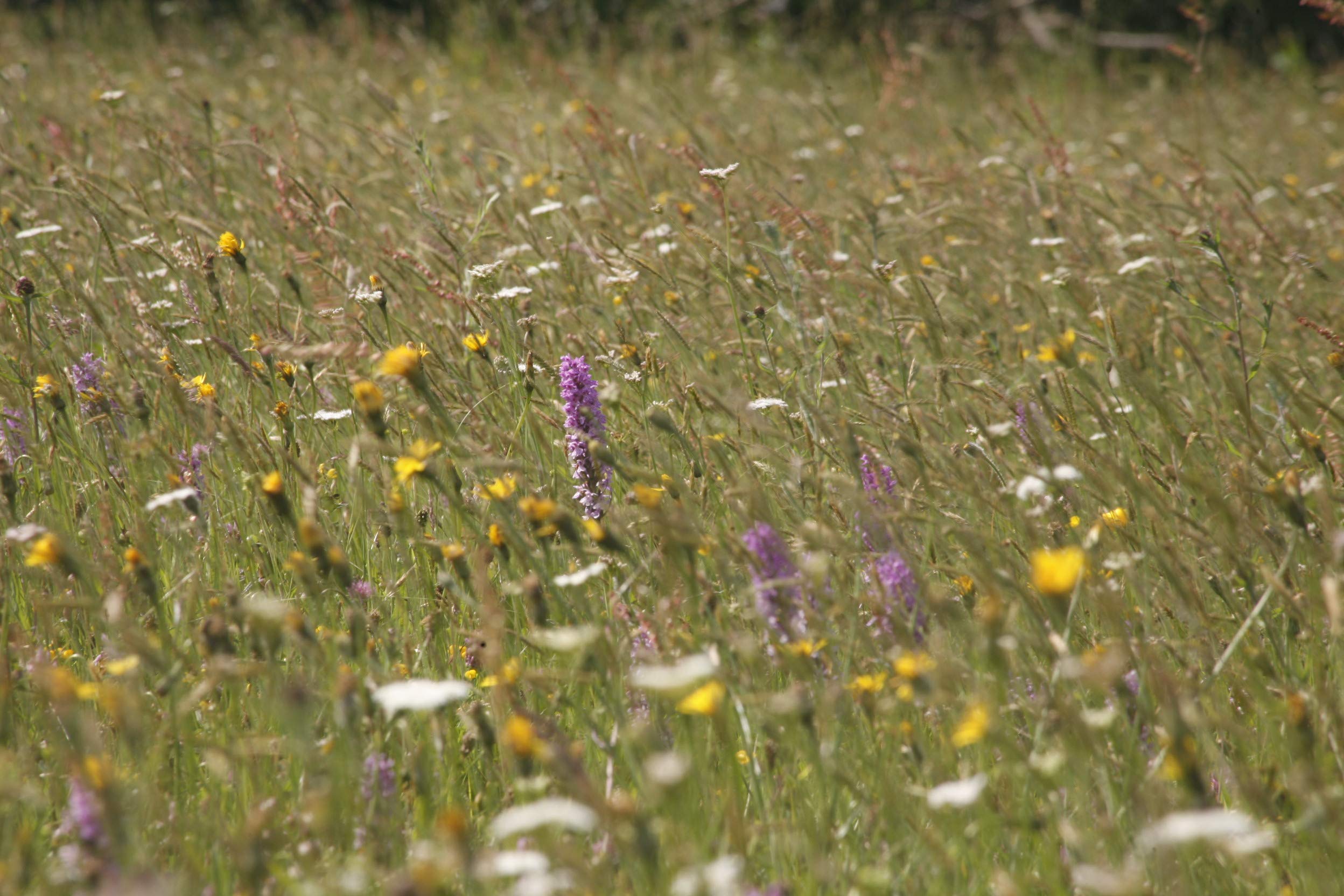 Native Wildflower and Grass Mix, 75g