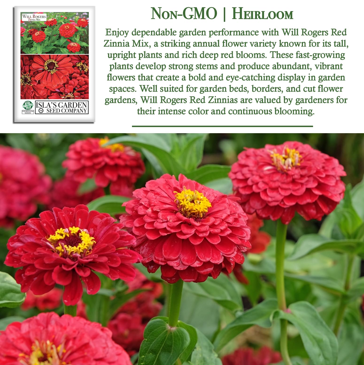 レッドソニア Amazon.com : Will Rogers Red Zinnia Seeds (Zinnia elegans) – 100+