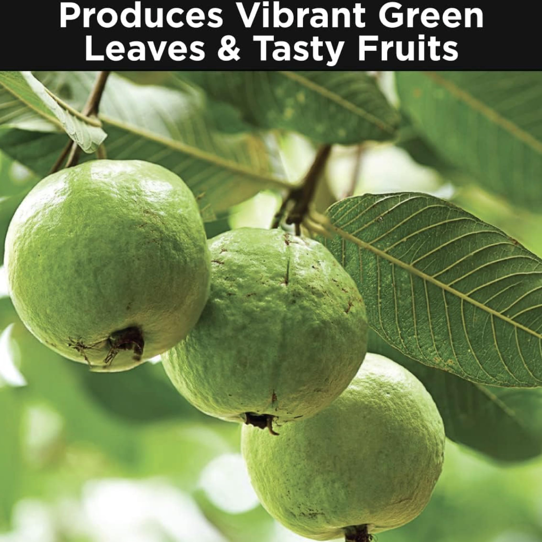 Amazon.com : Sovata Guava Growth Food, Powerful Organic Fertilizer for  Fast Growth and Heavy Fruiting of Guava Plants. (200 gm) : Patio, Lawn &  Garden