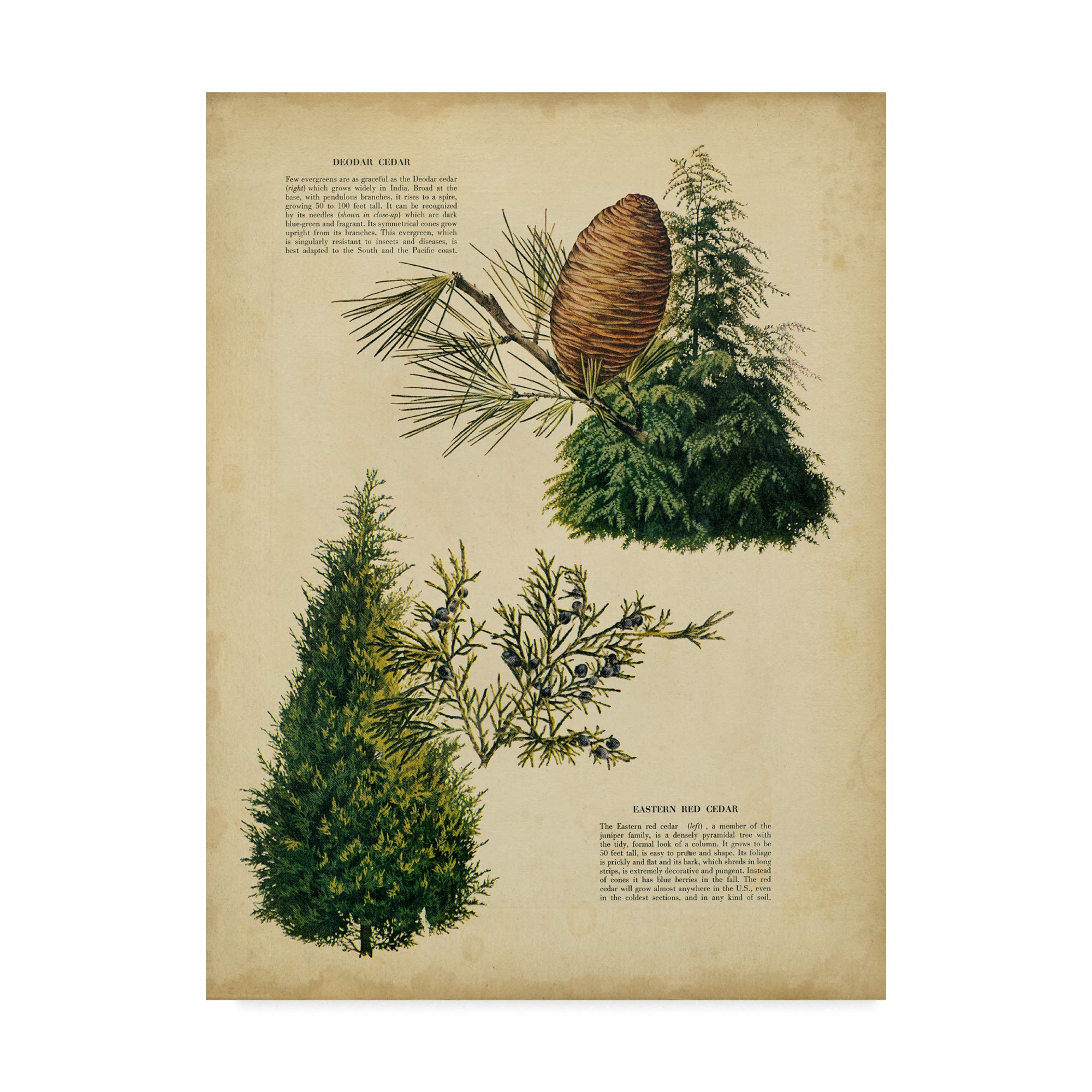 ヒマラヤ　絵 東京都写真美術館｜収蔵品検索